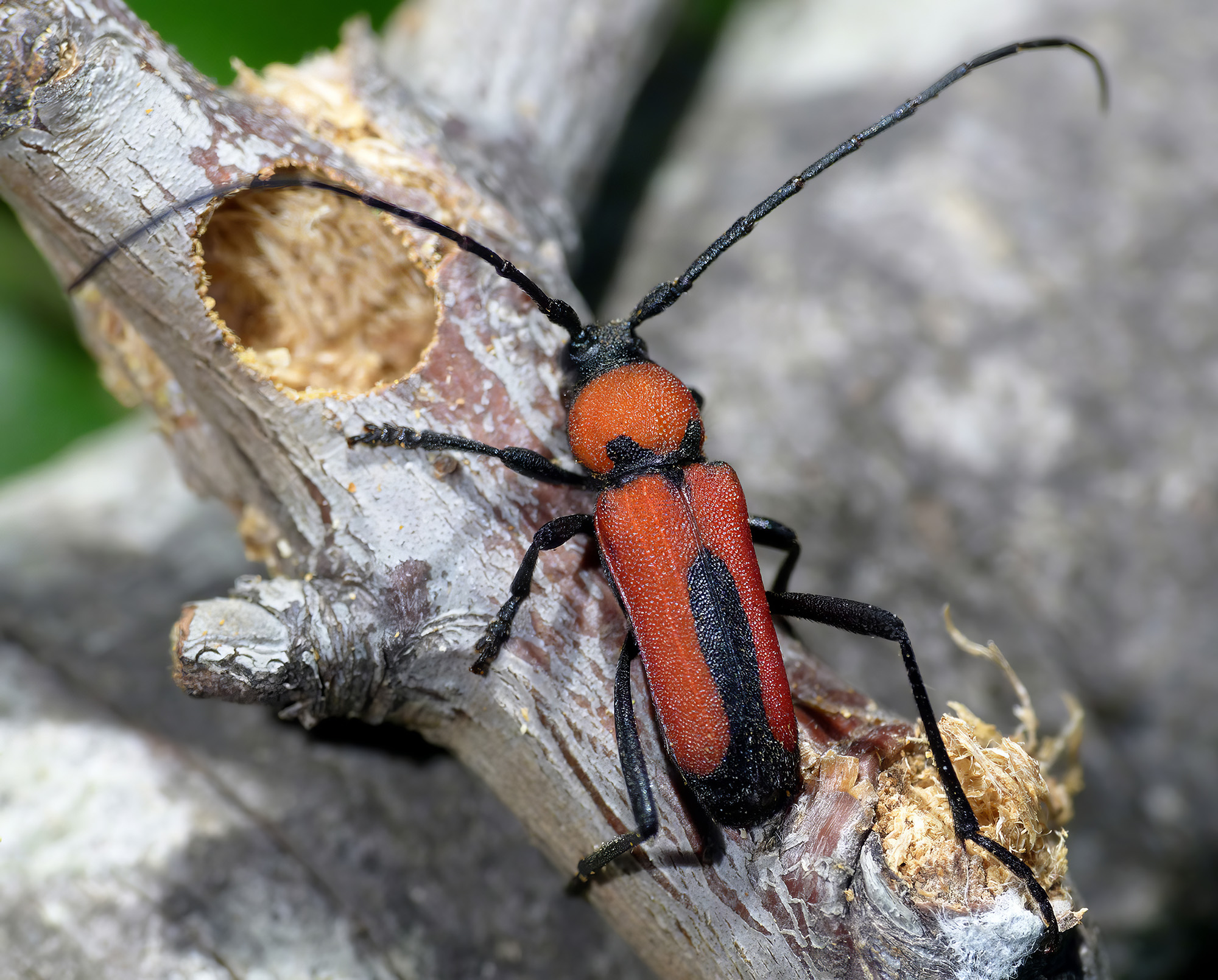 Purpuricenus interscapillatus cypriensis