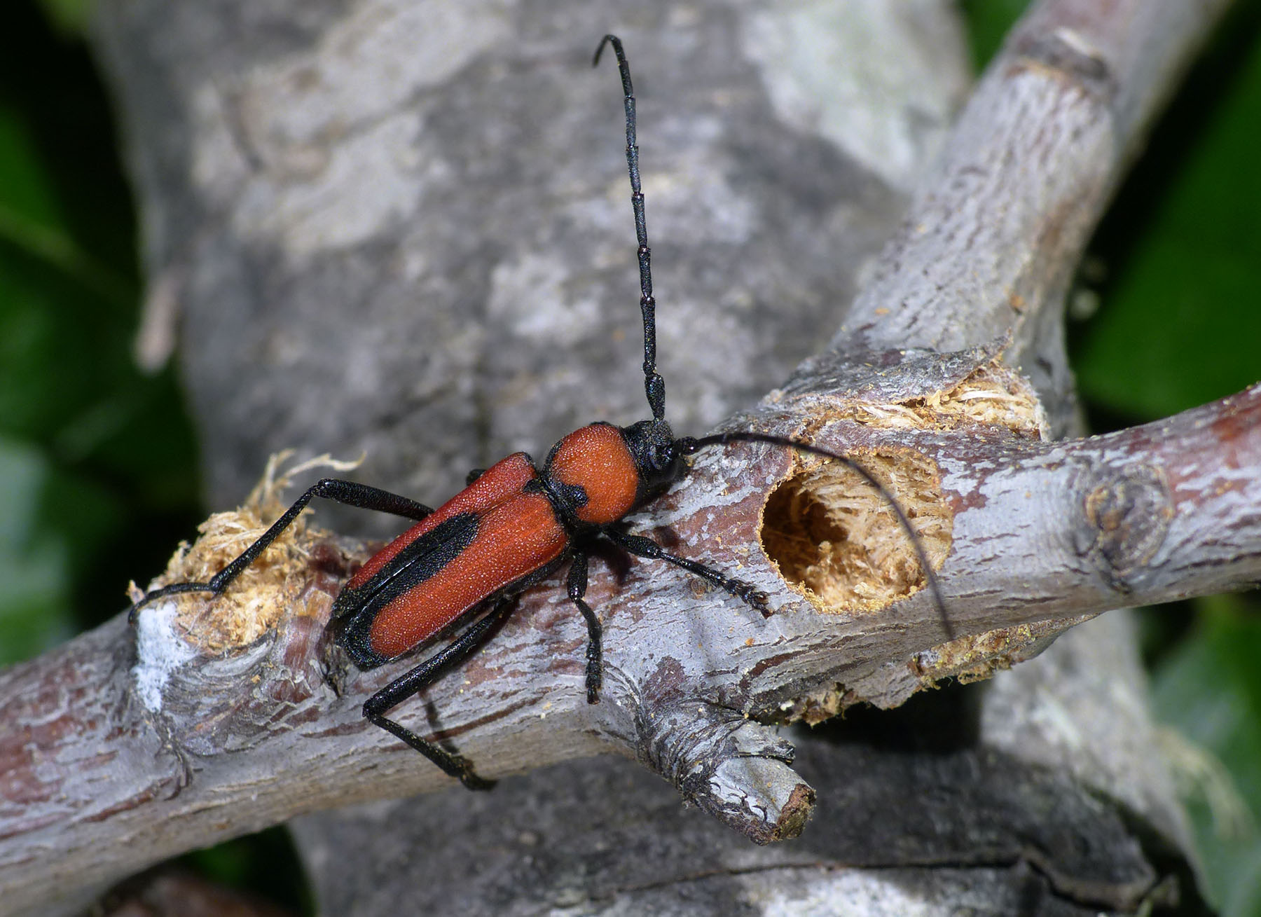 Purpuricenus interscapillatus cypriensis
