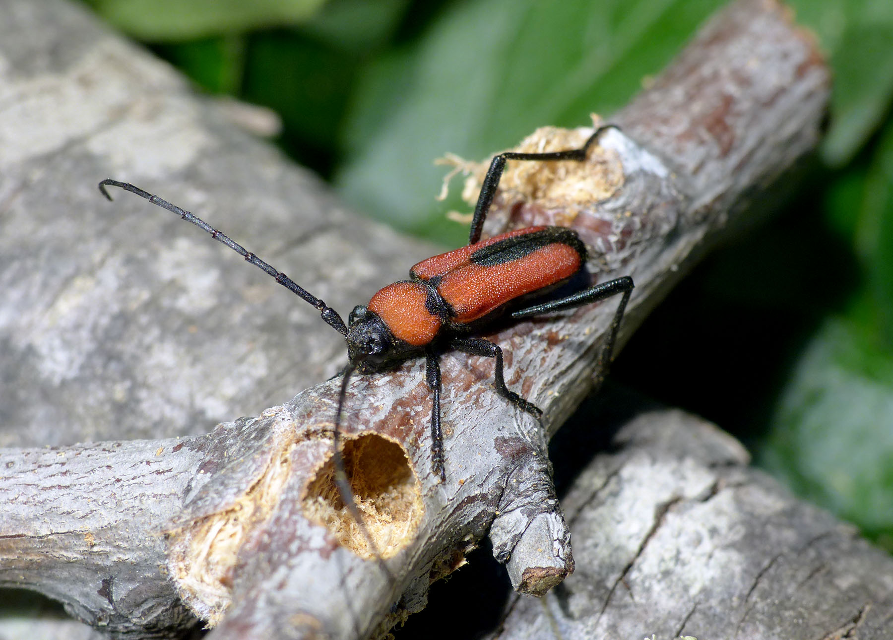 Purpuricenus interscapillatus cypriensis