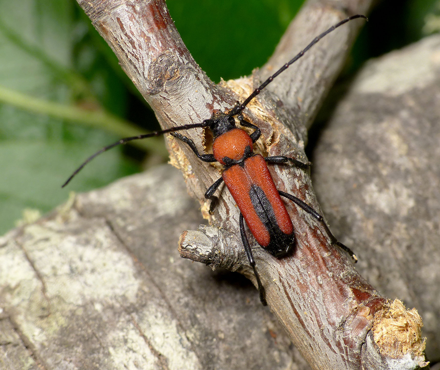 Purpuricenus interscapillatus cypriensis