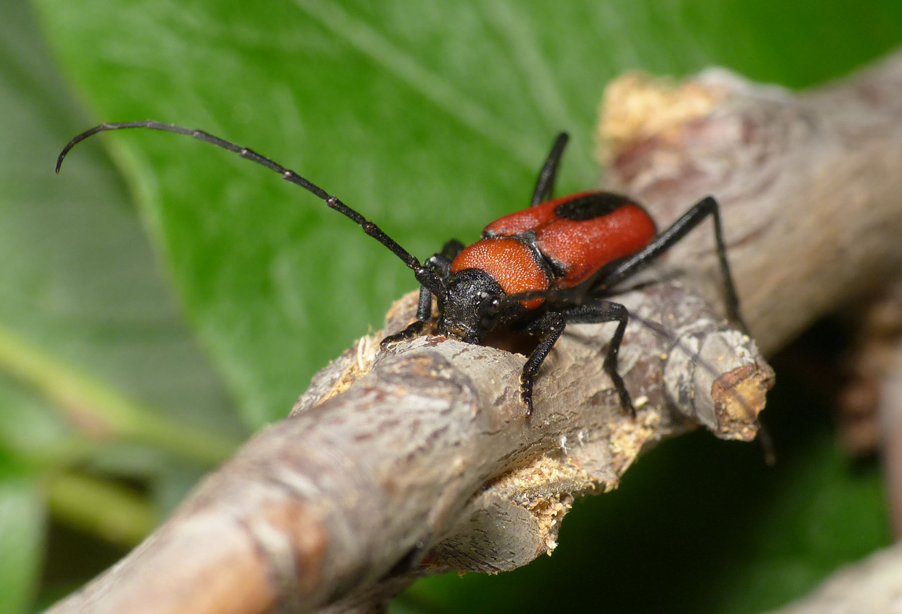 Purpuricenus interscapillatus cypriensis