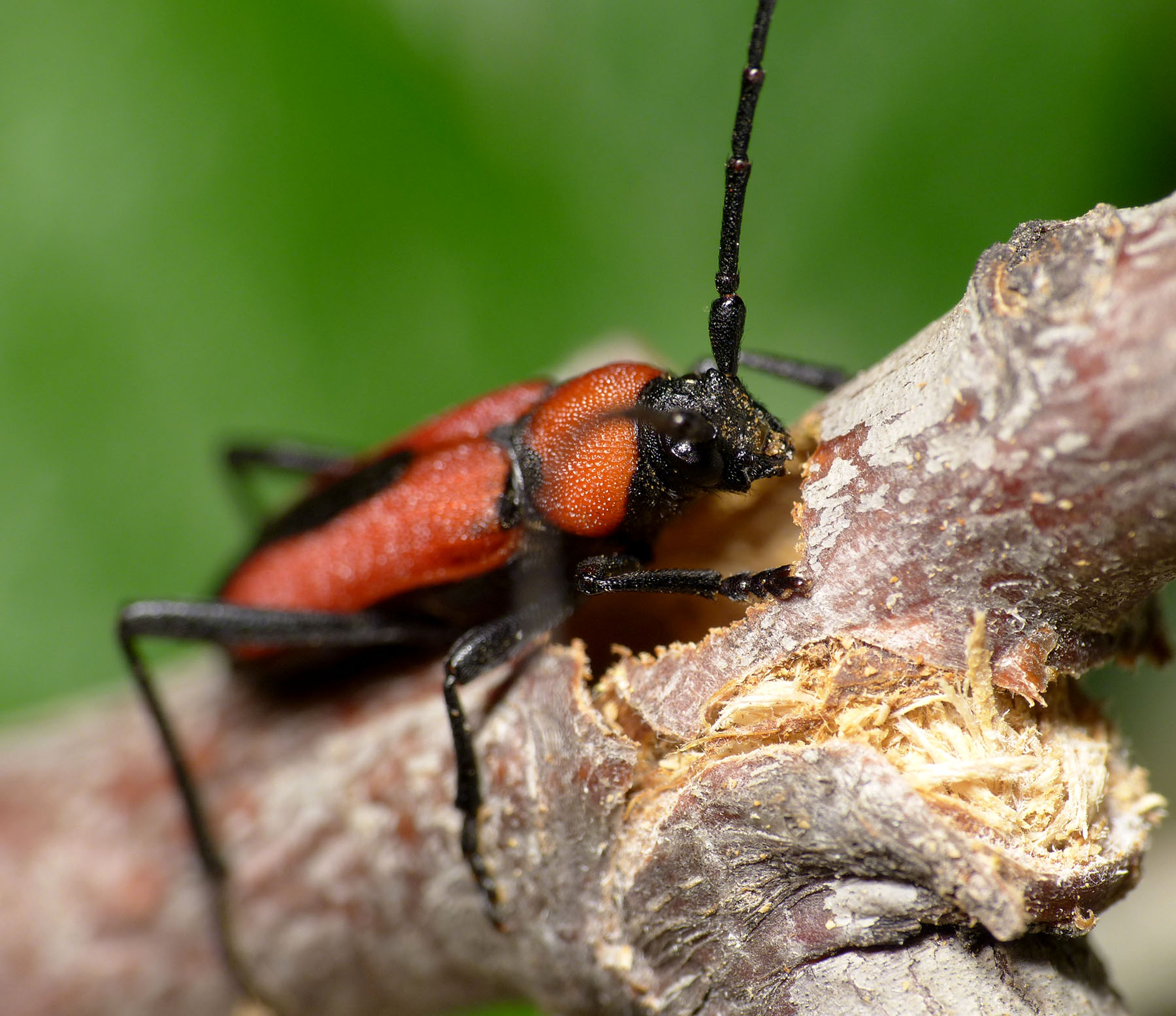 Purpuricenus interscapillatus cypriensis