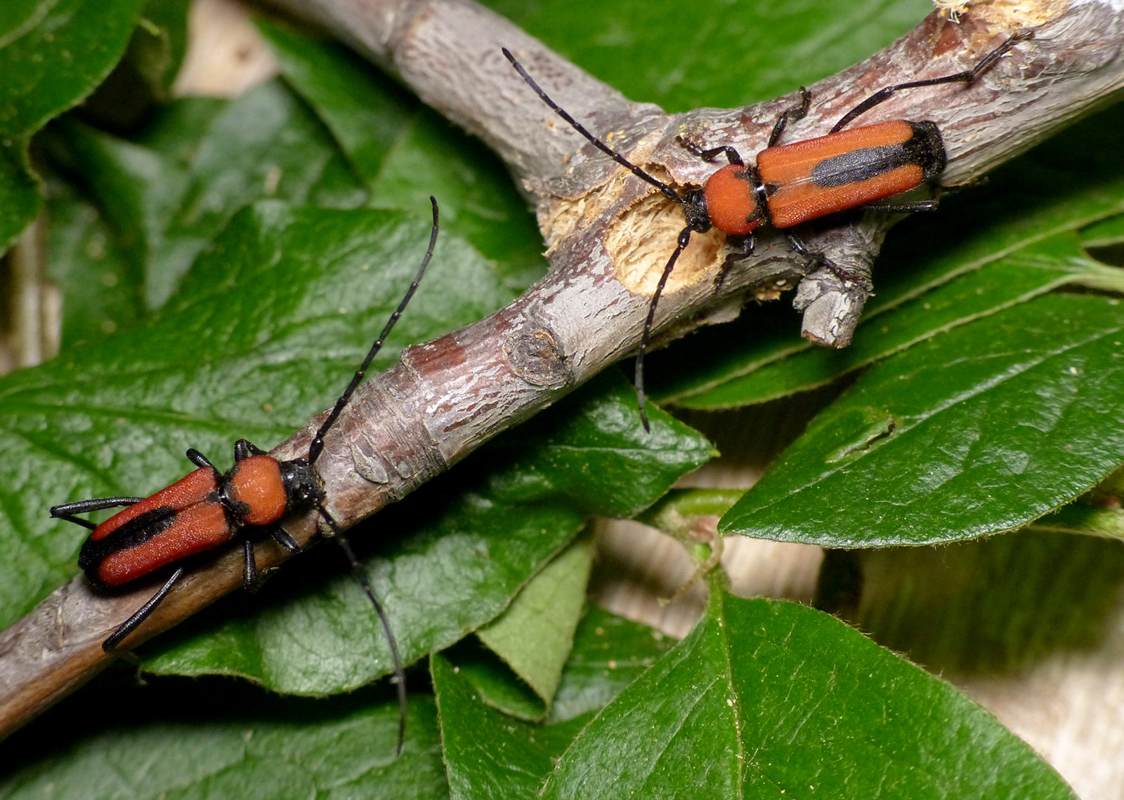 Purpuricenus interscapillatus cypriensis