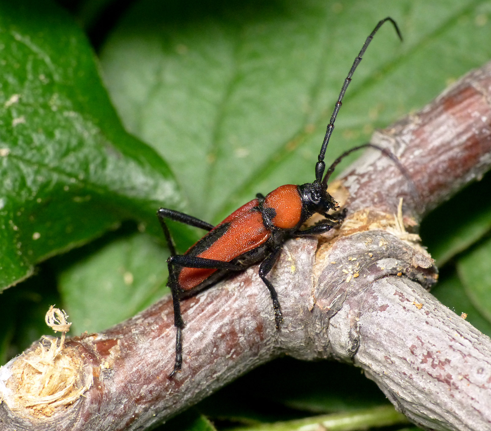 Purpuricenus interscapillatus cypriensis