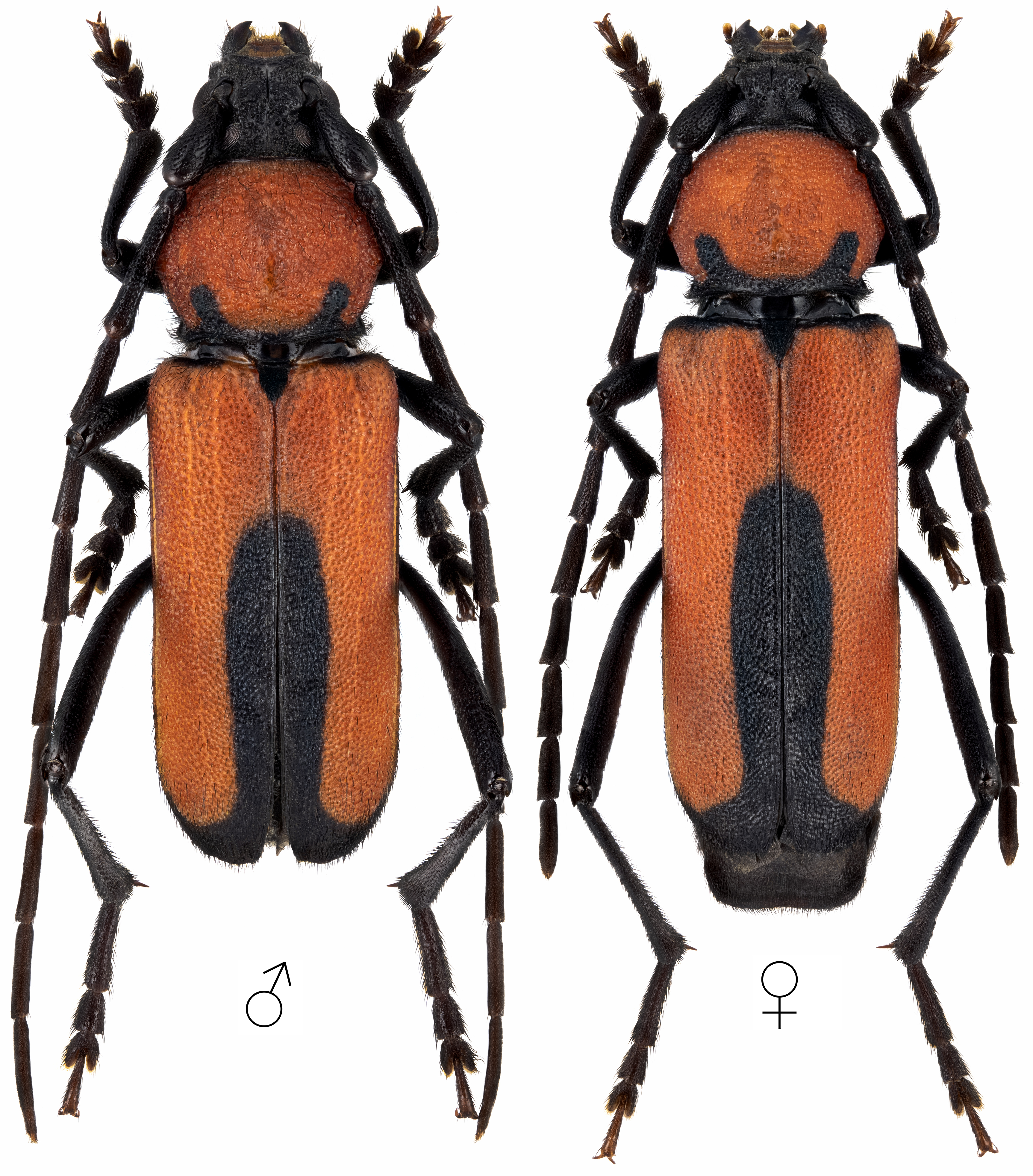 Purpuricenus interscapillatus cypriensis