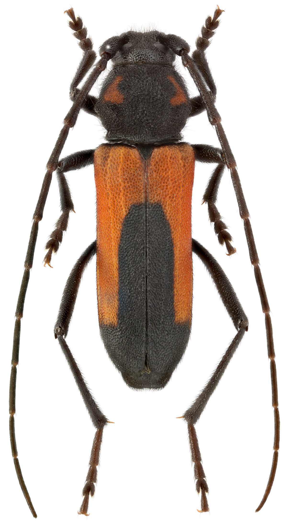 Purpuricenus interscapillatus nudicollis