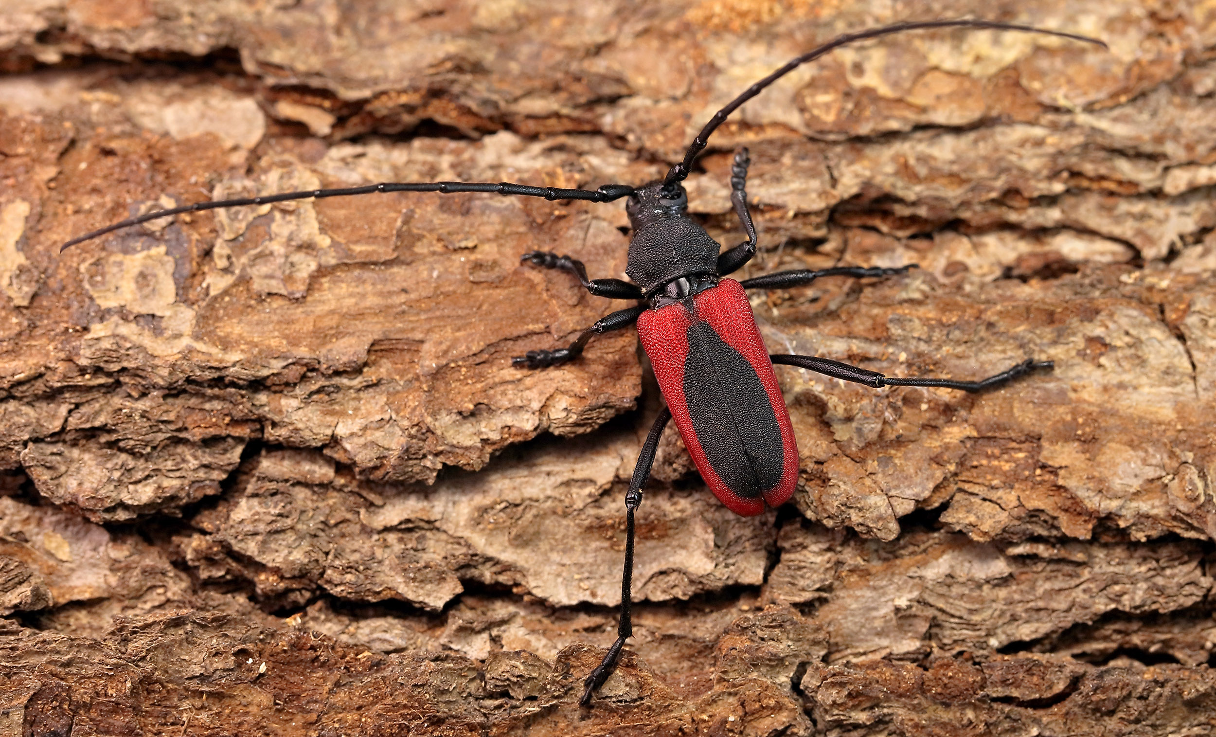 Purpuricenus kaehleri kaehleri