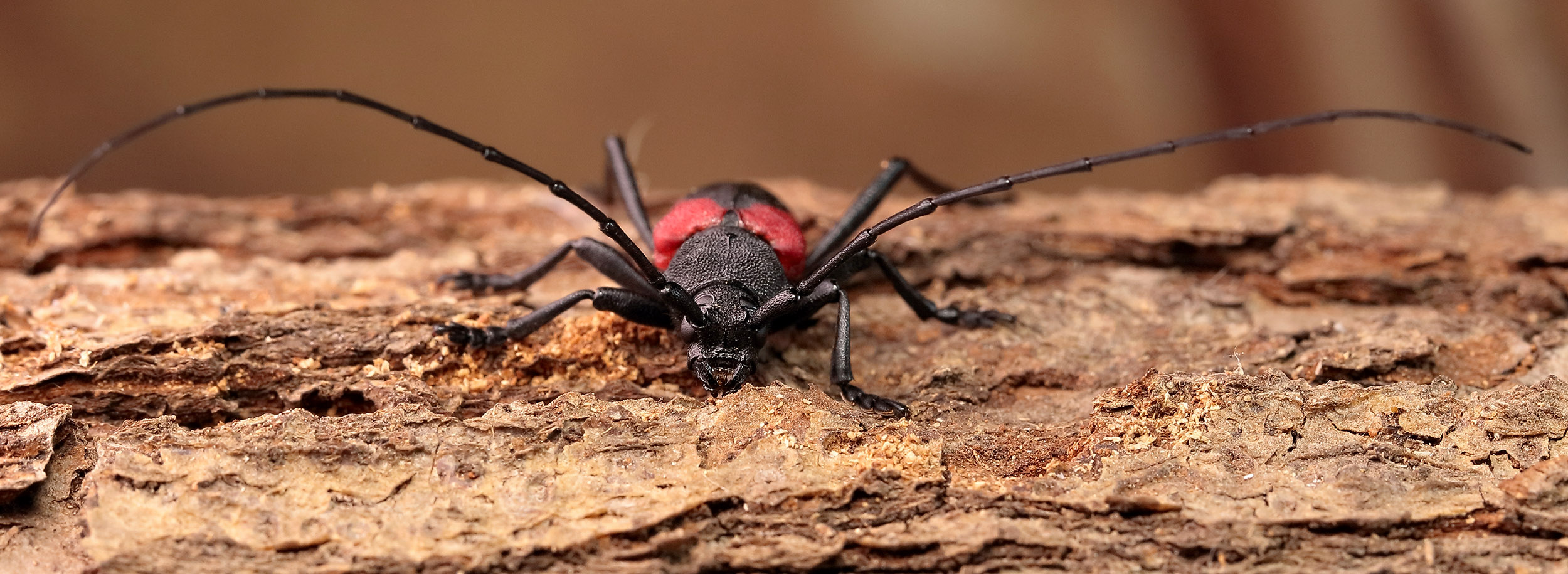 Purpuricenus kaehleri kaehleri