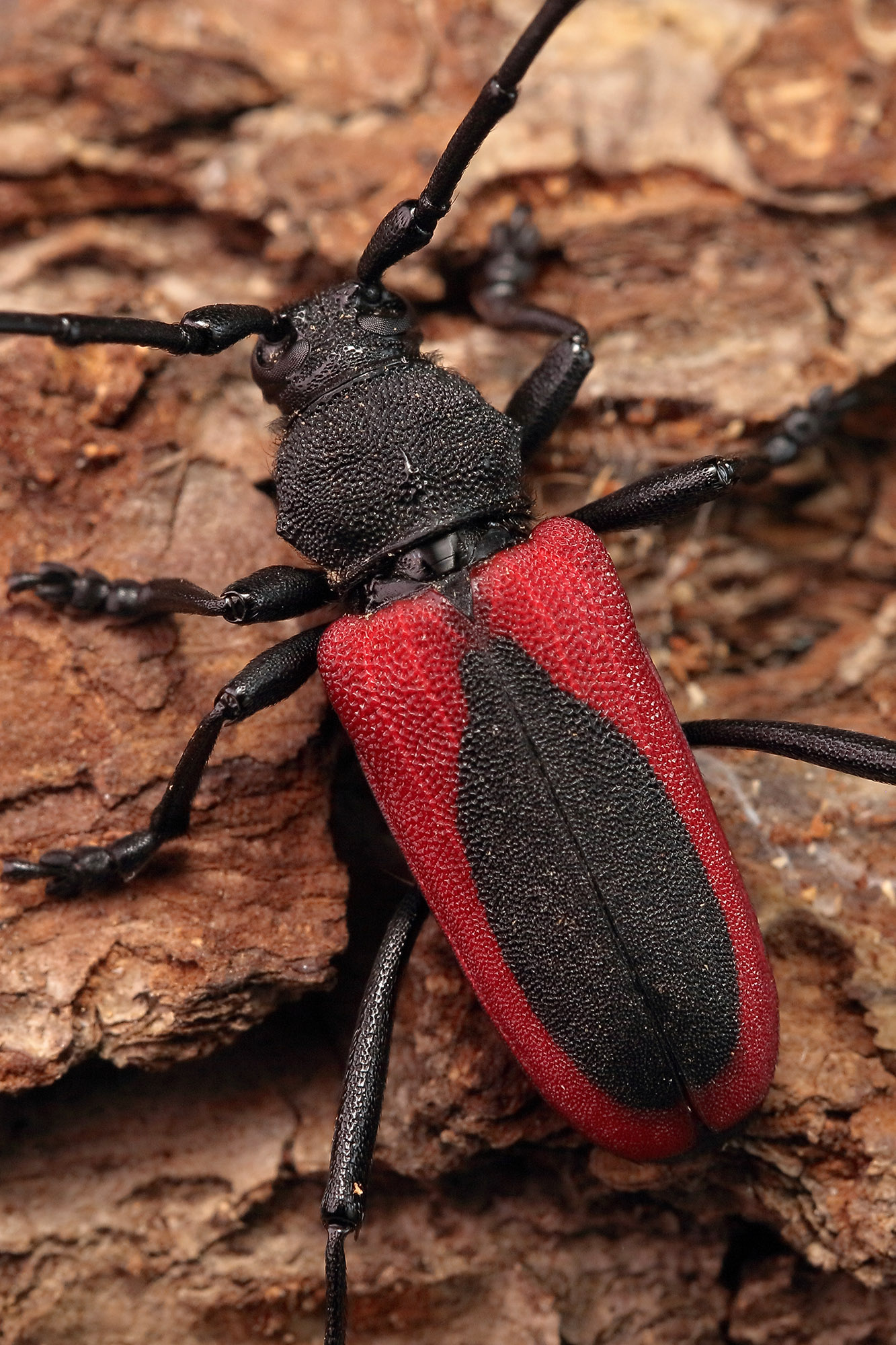 Purpuricenus kaehleri kaehleri