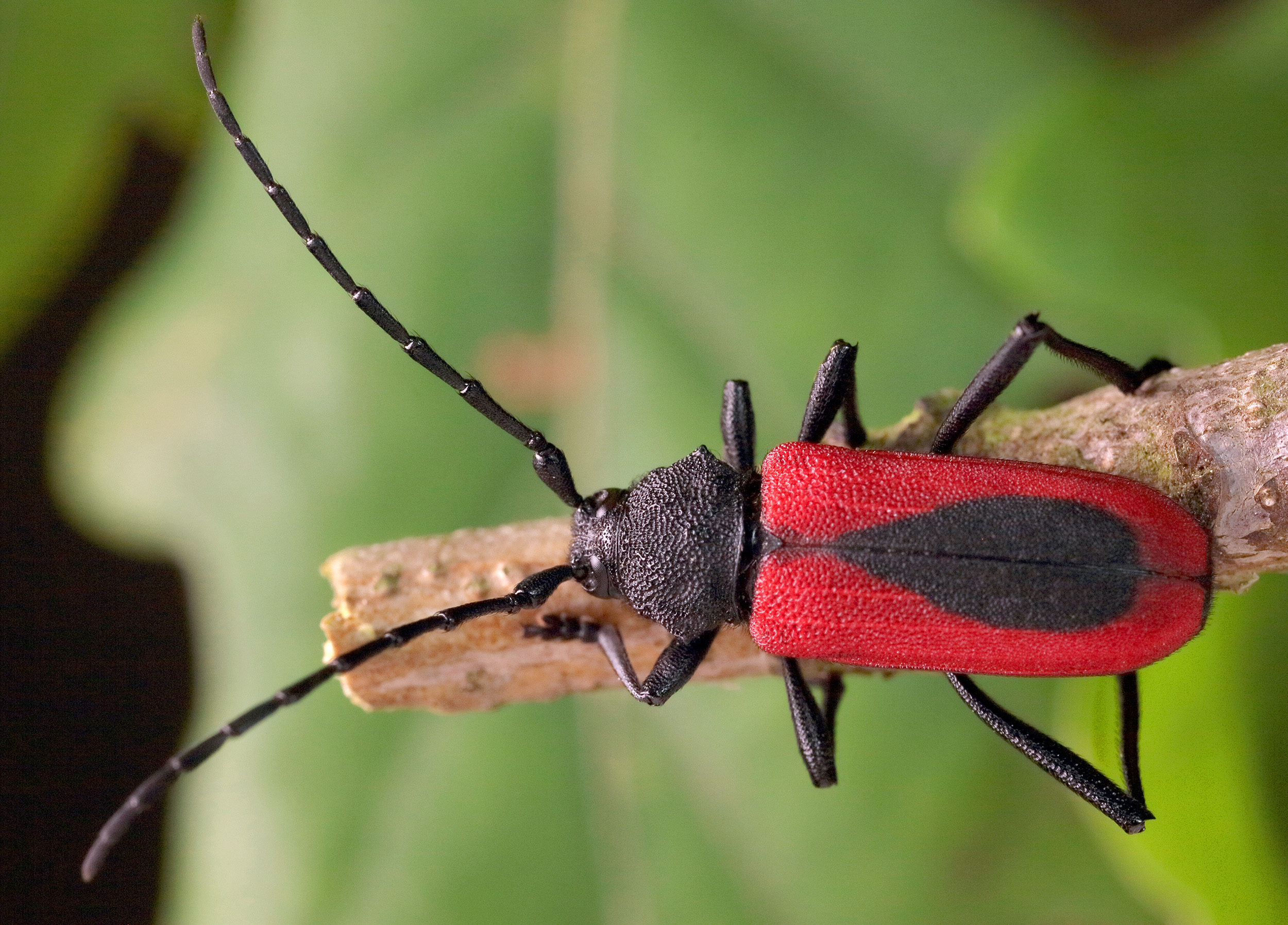 Purpuricenus kaehleri kaehleri