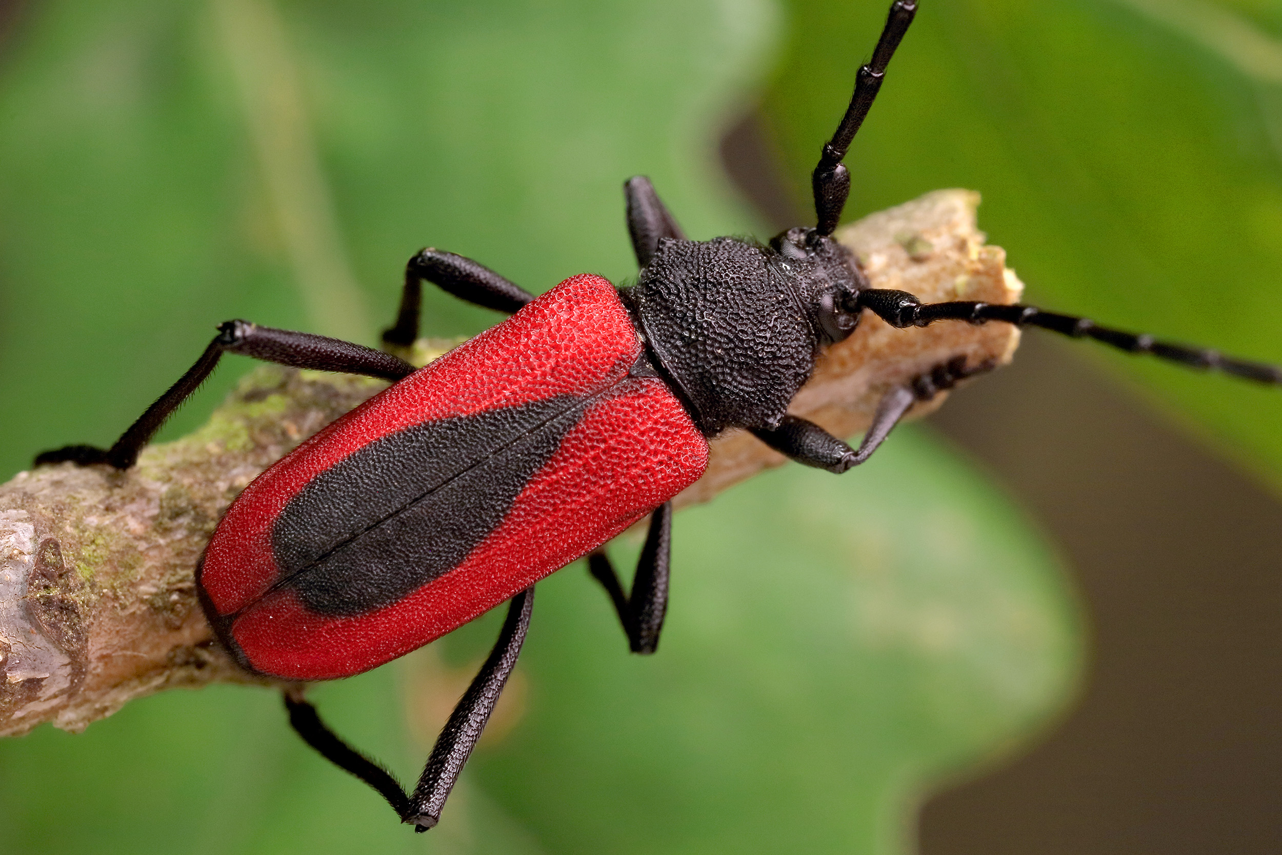 Purpuricenus kaehleri kaehleri