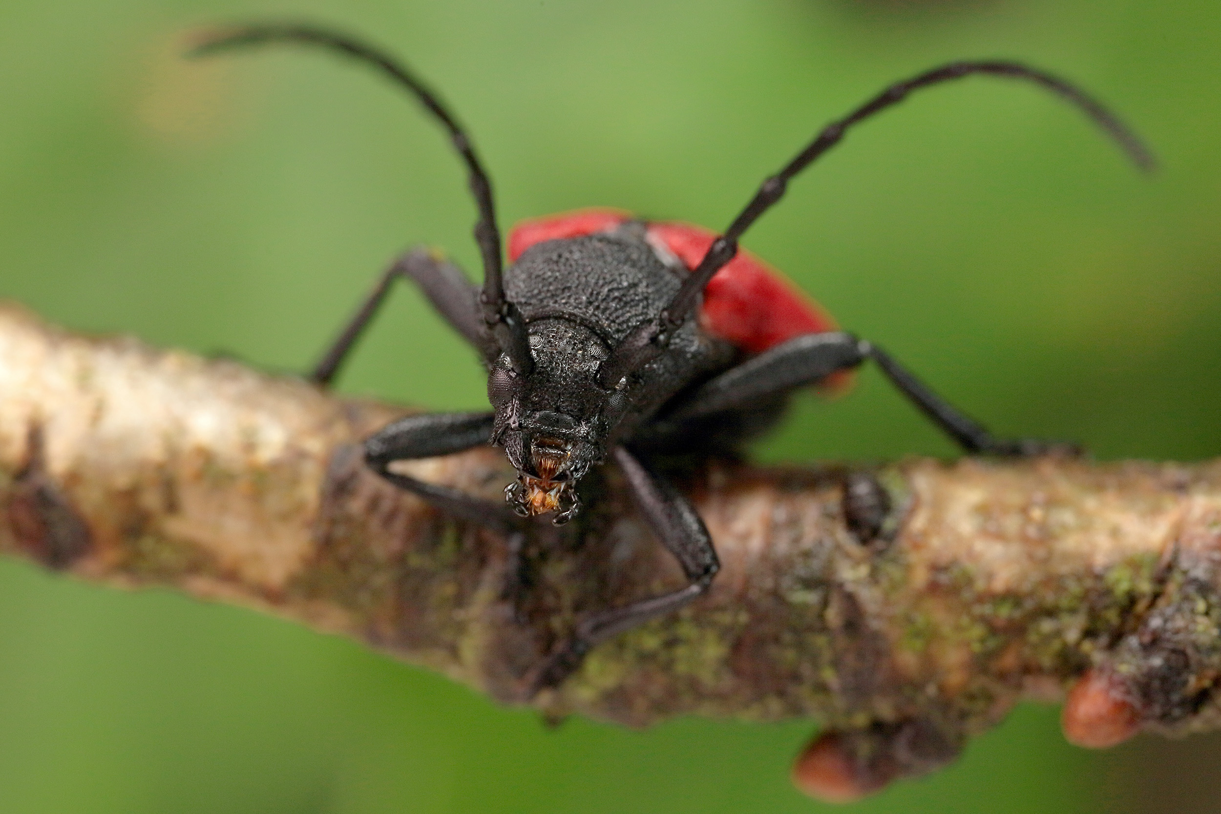 Purpuricenus kaehleri kaehleri