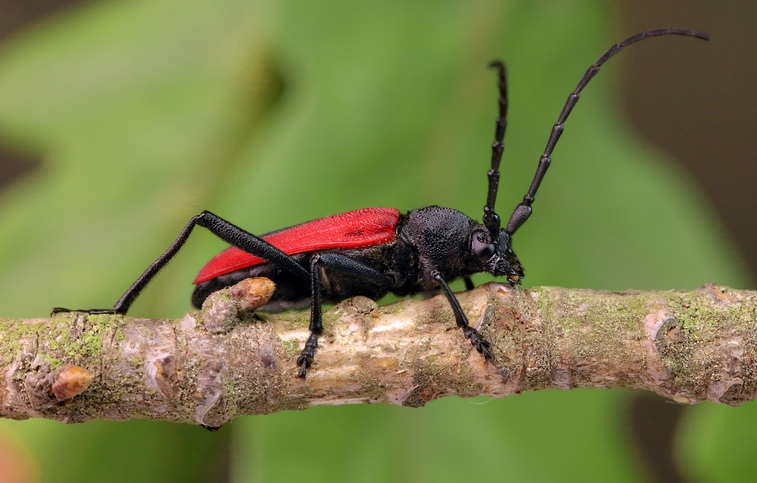 Purpuricenus kaehleri kaehleri