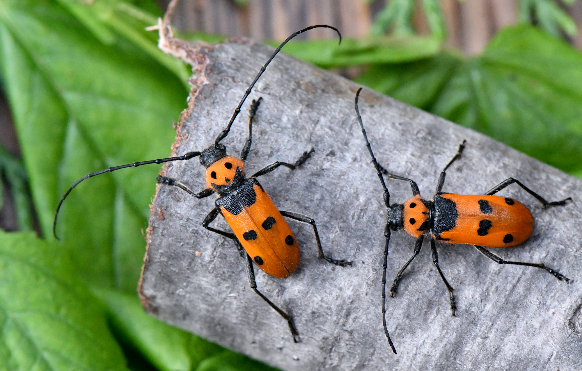 Purpuricenus nicocles