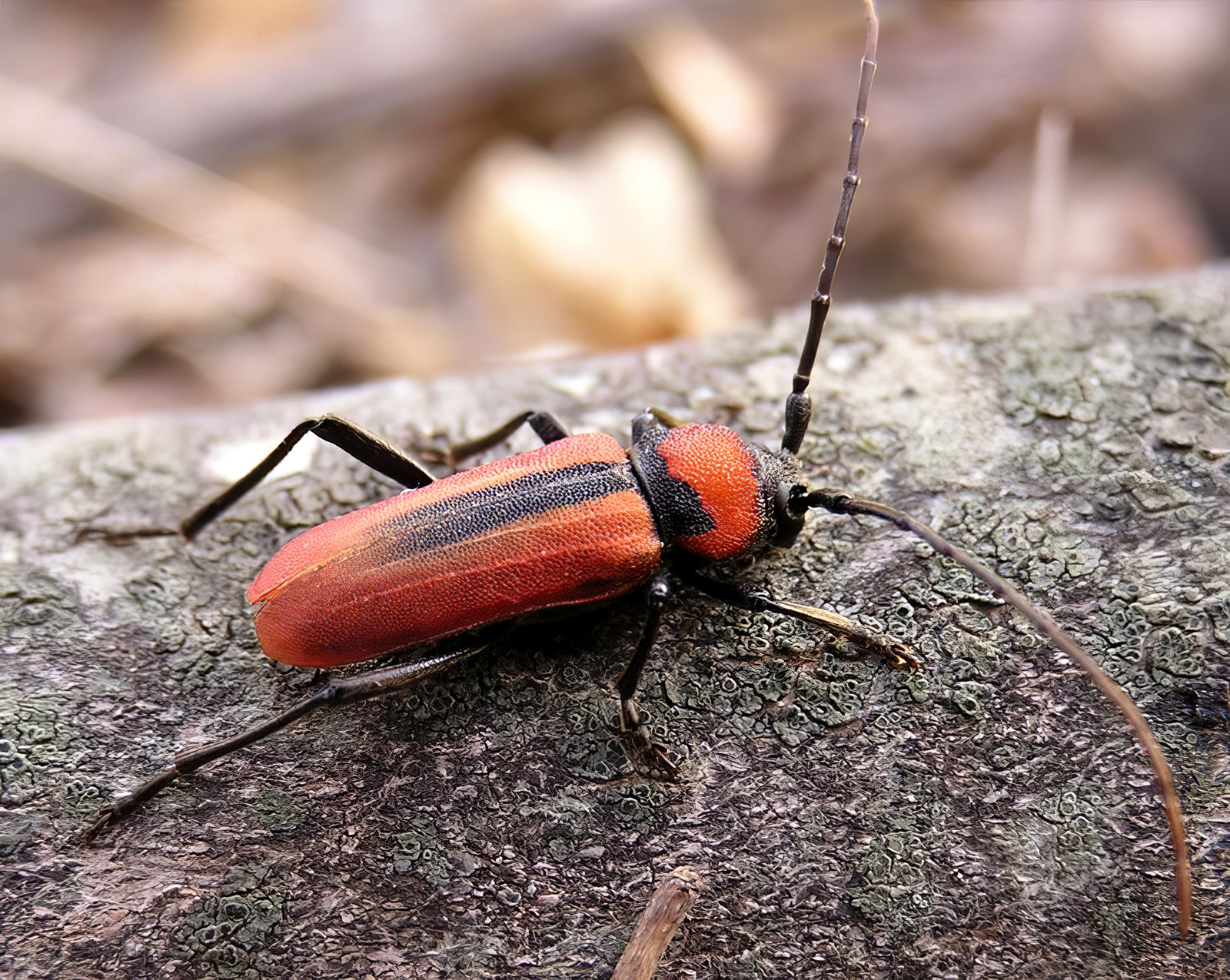 Purpuricenus schurmanni