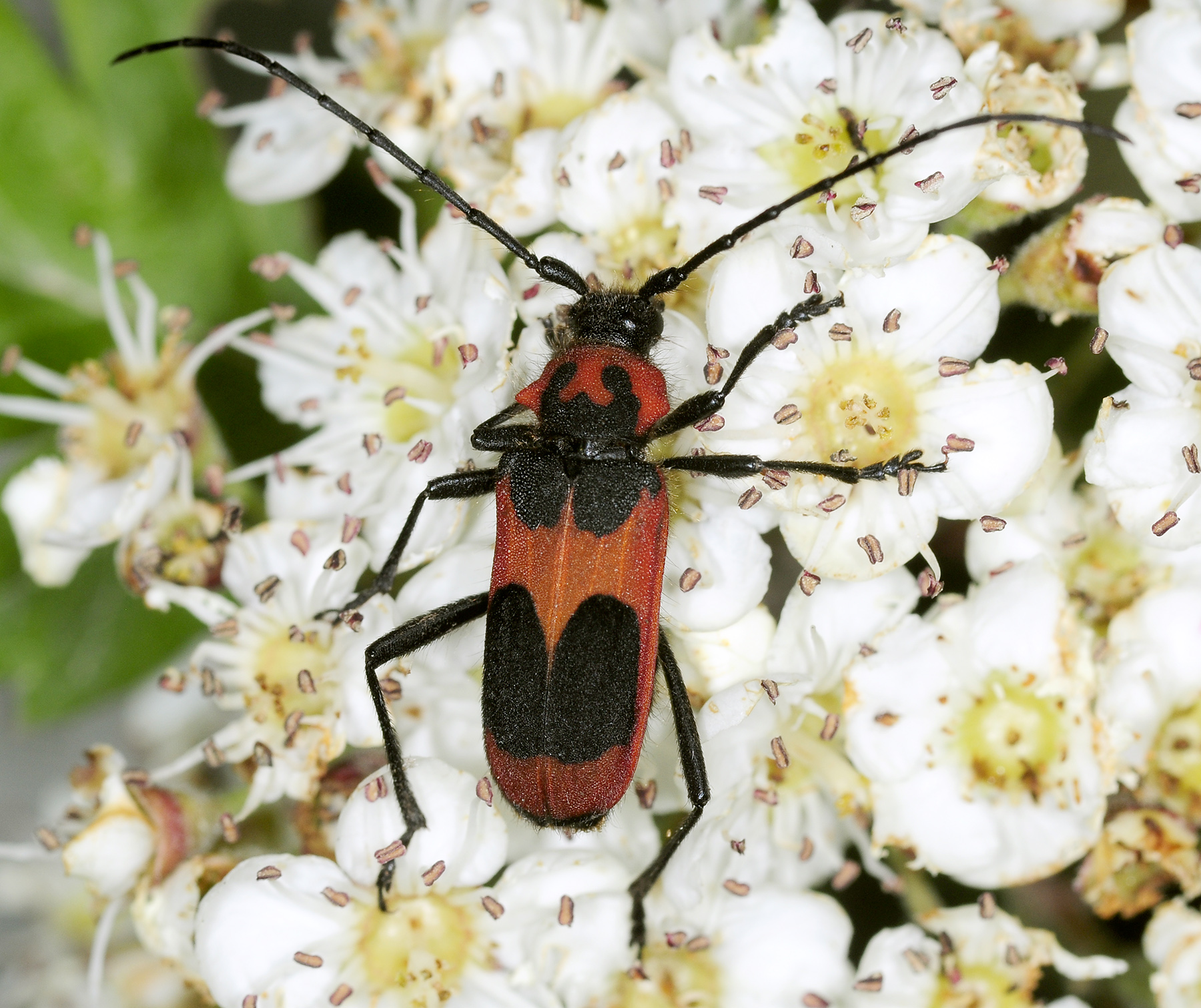 Purpuricenus talyschensis