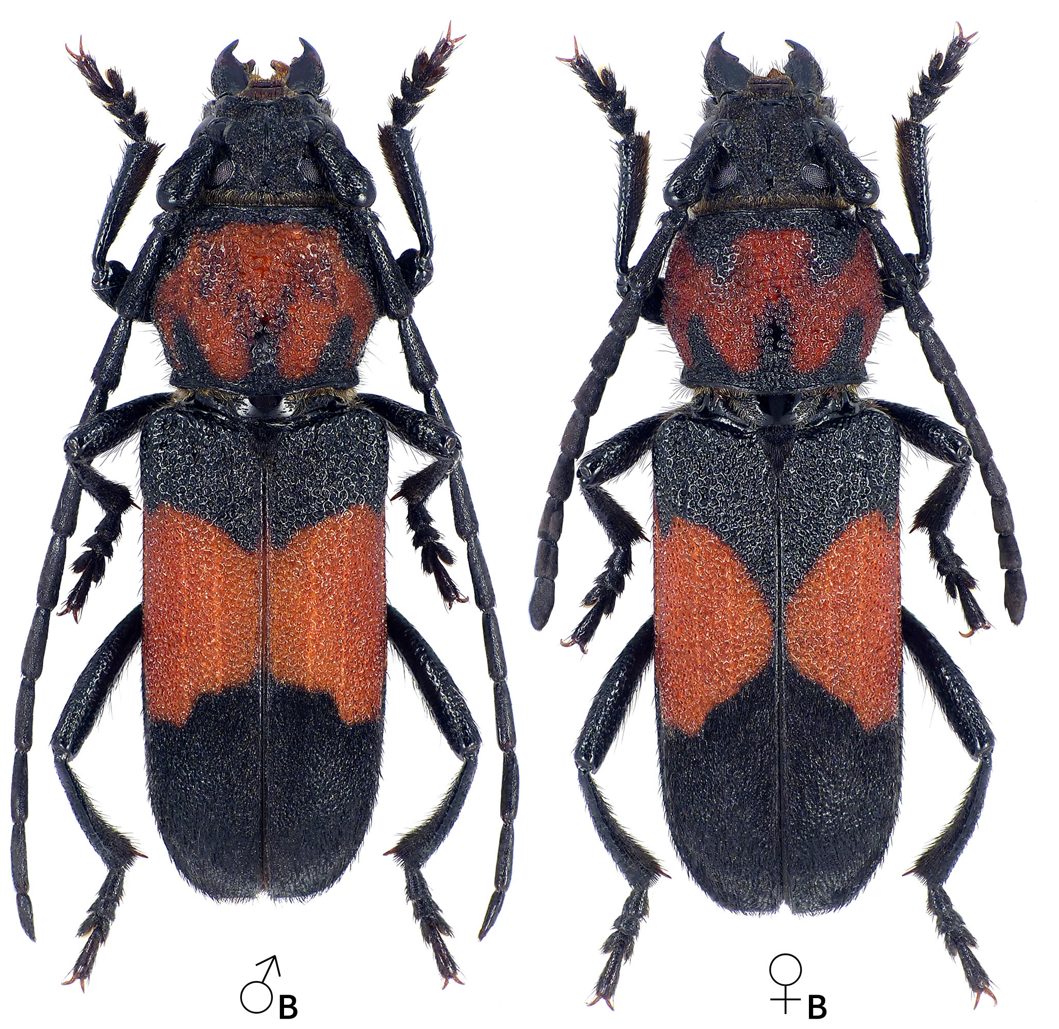 Purpuricenus wachanrui