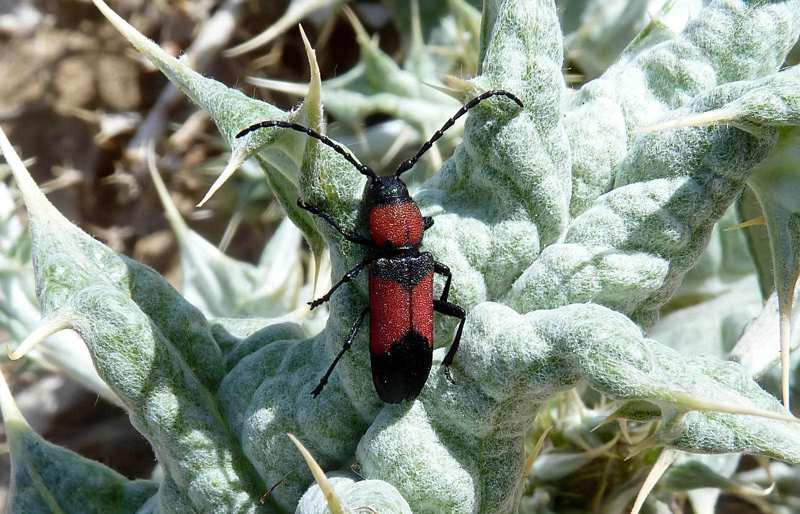 Purpuricenus wachanrui