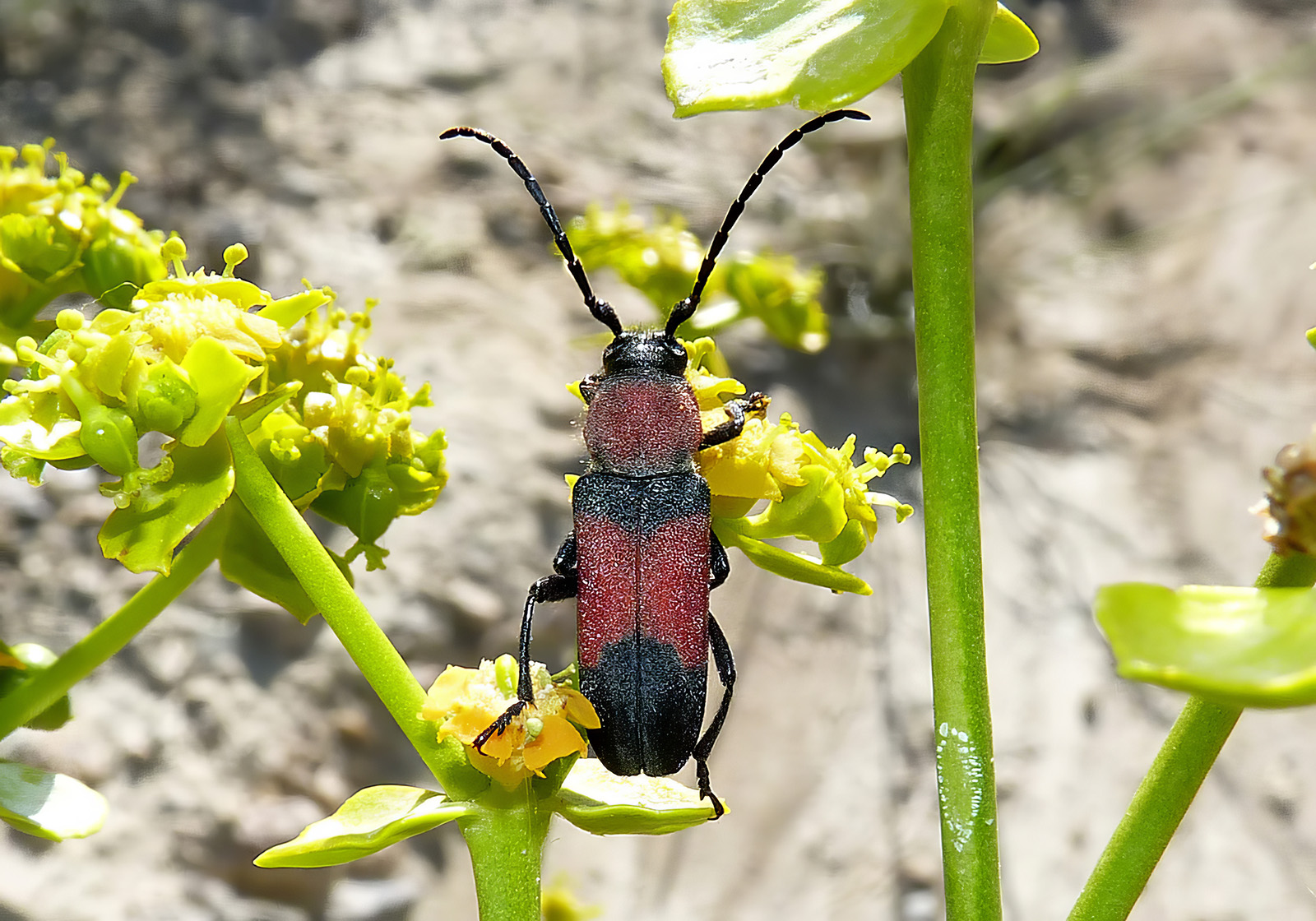 Purpuricenus wachanrui