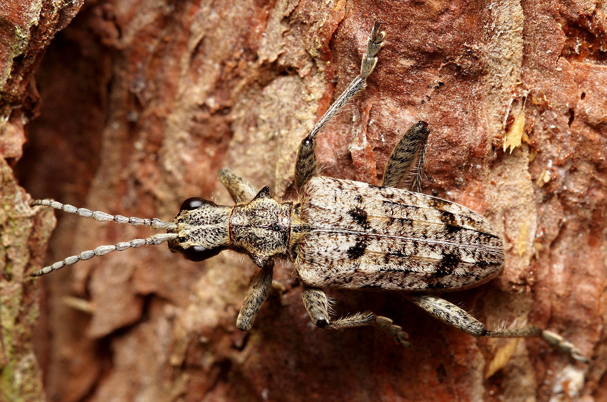 Rhagium inquisitor