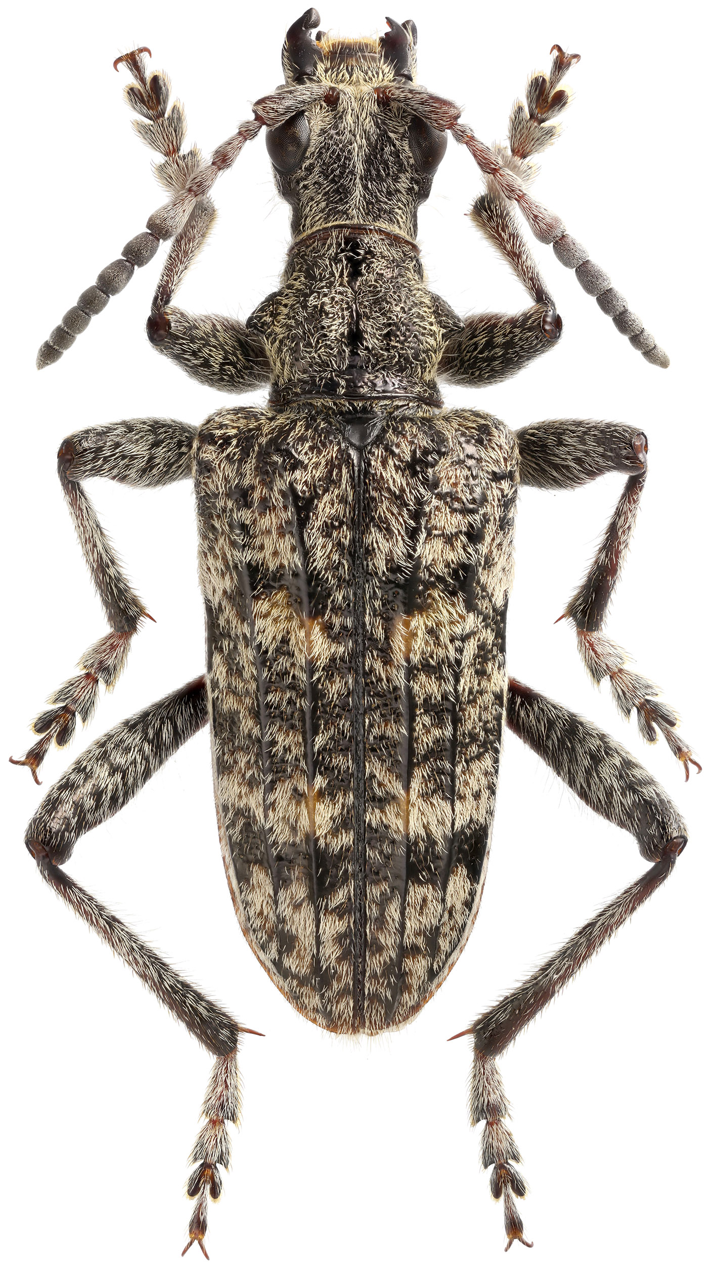 Rhagium inquisitor rugipenne