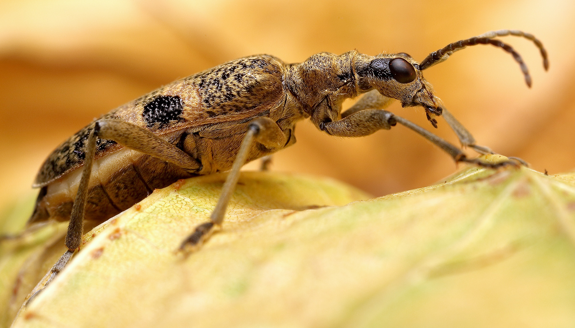 Rhagium mordax