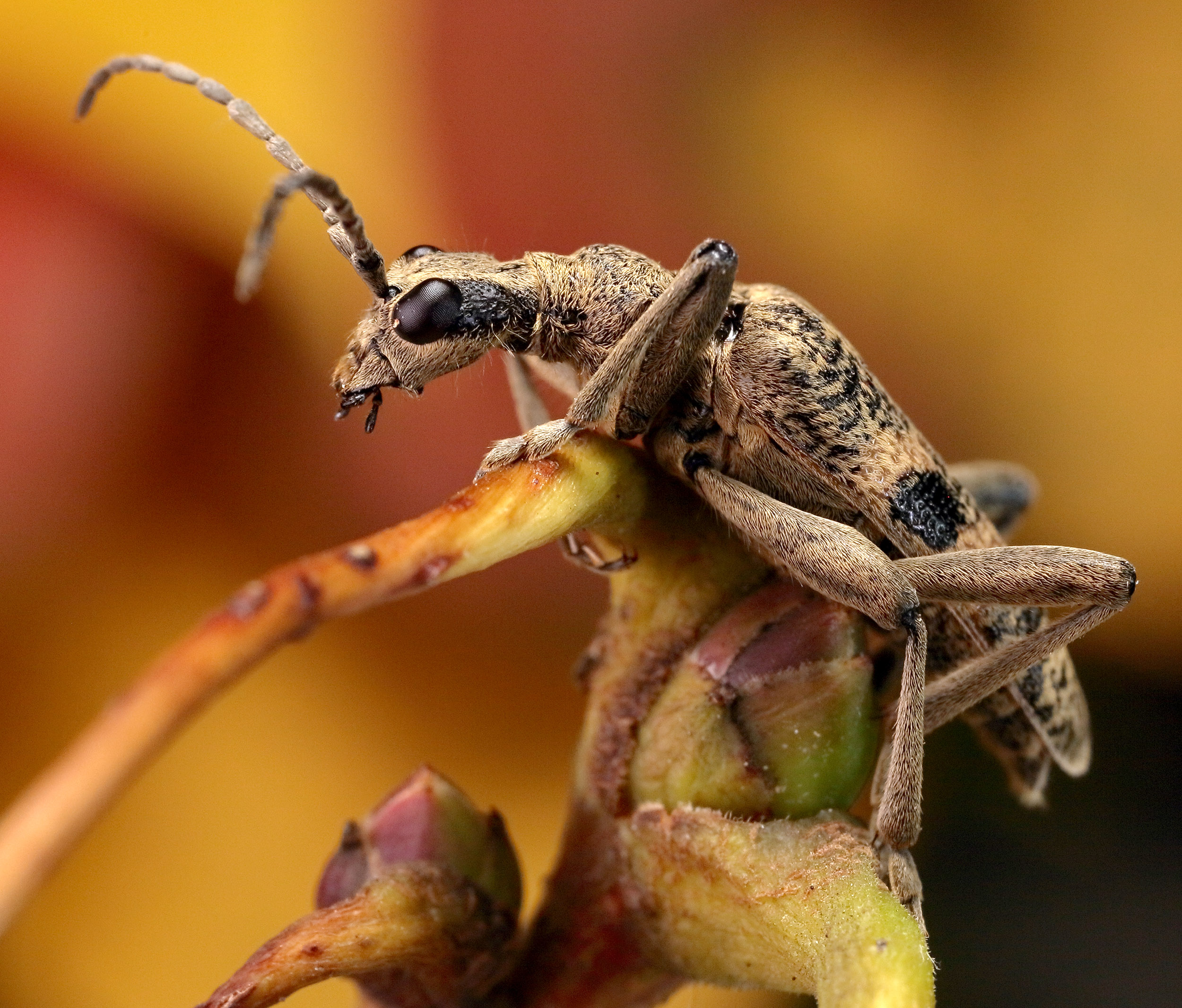 Rhagium mordax