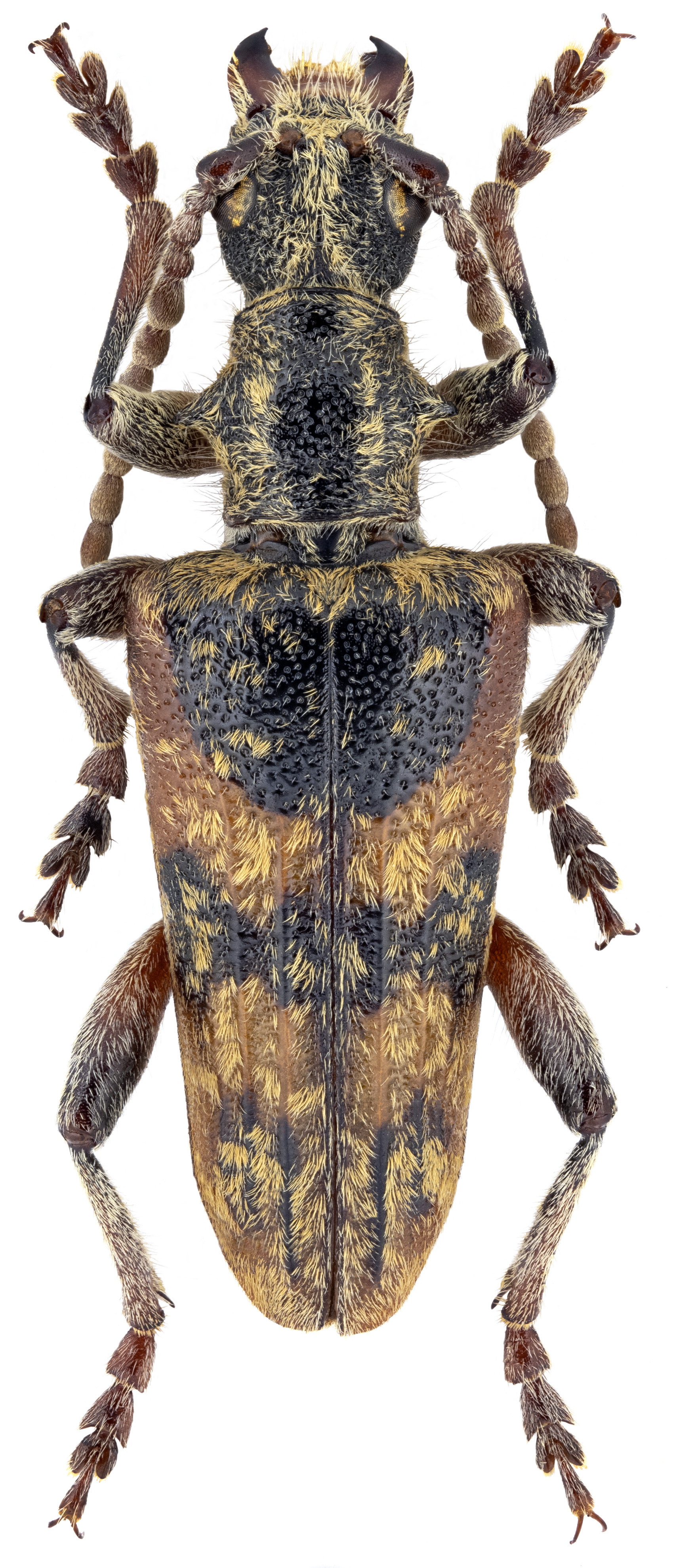 Rhagium syriacum syriacum