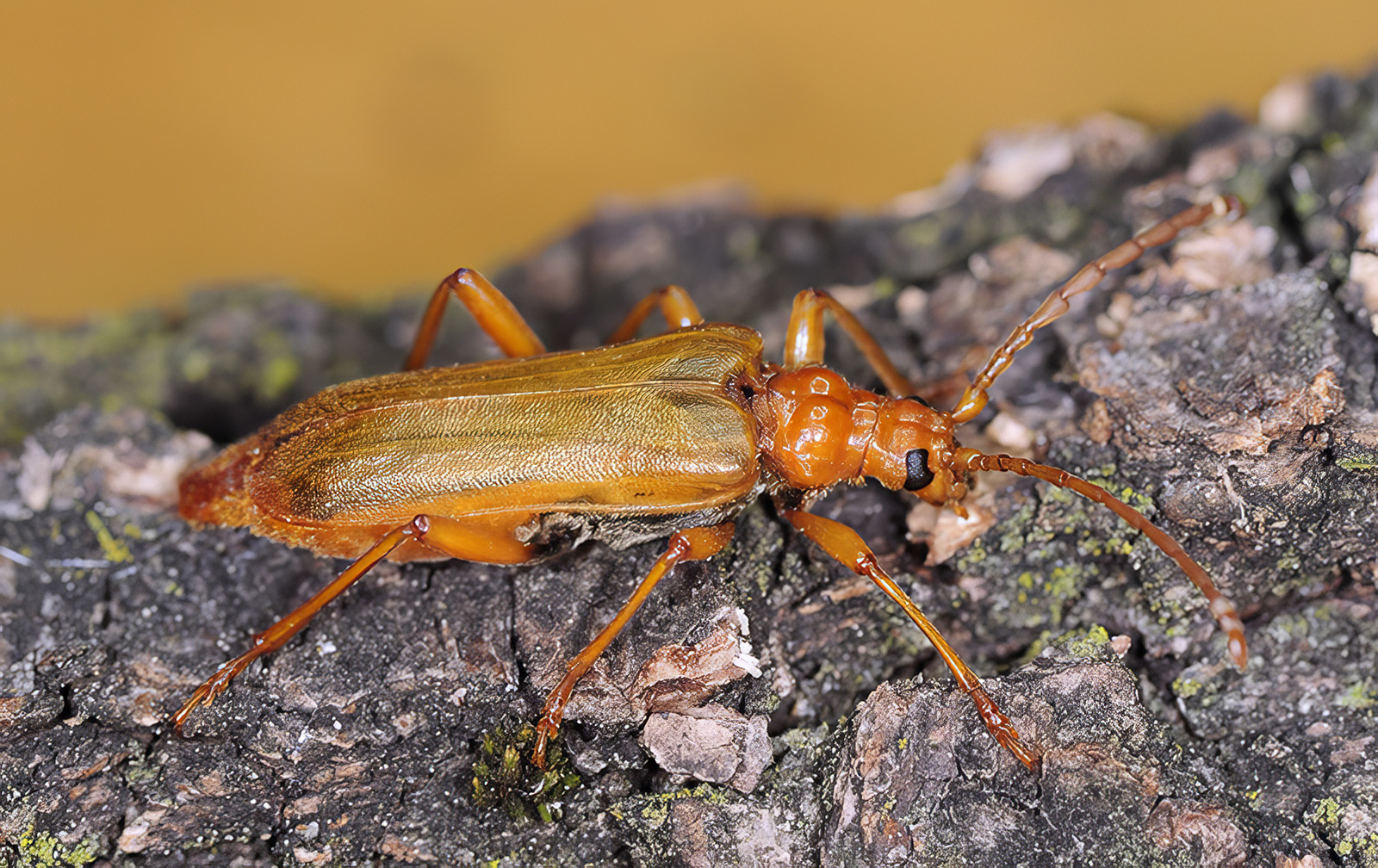 Rhamnusium bicolor testaceipenne