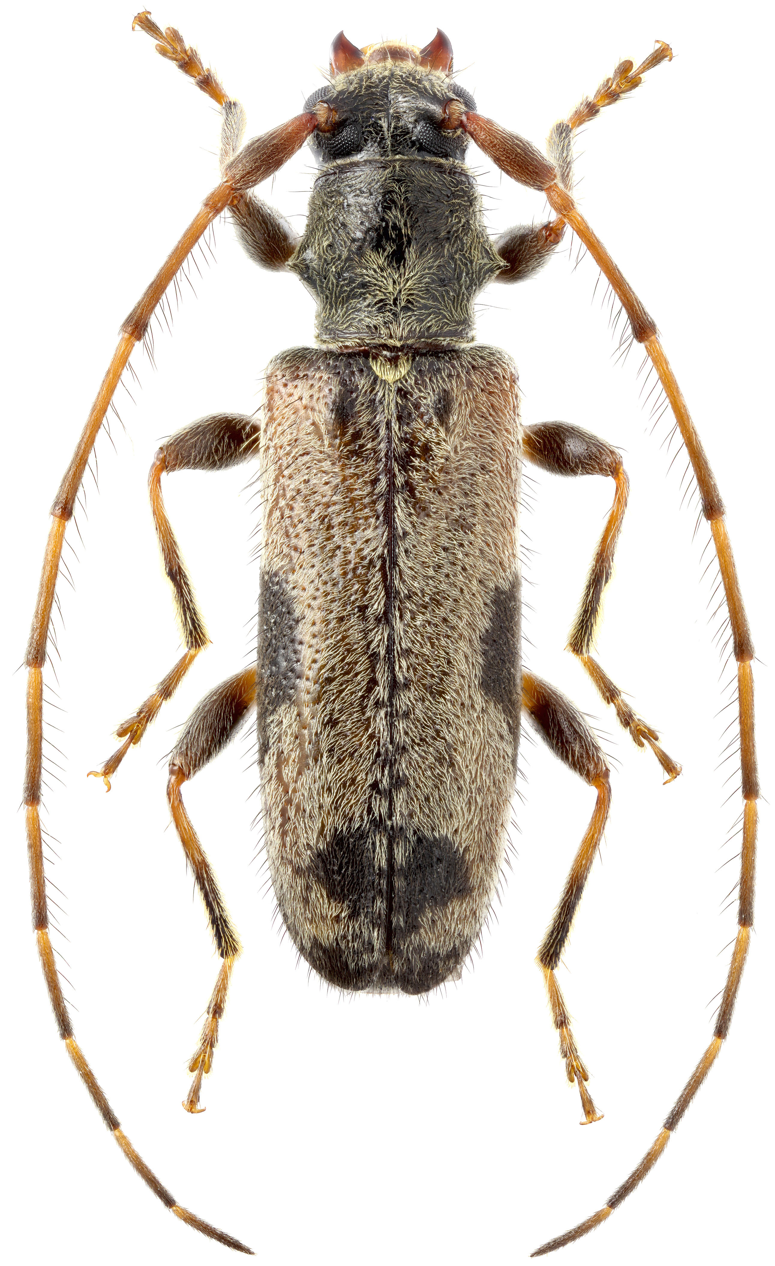 Rhopaloscelis maculatus