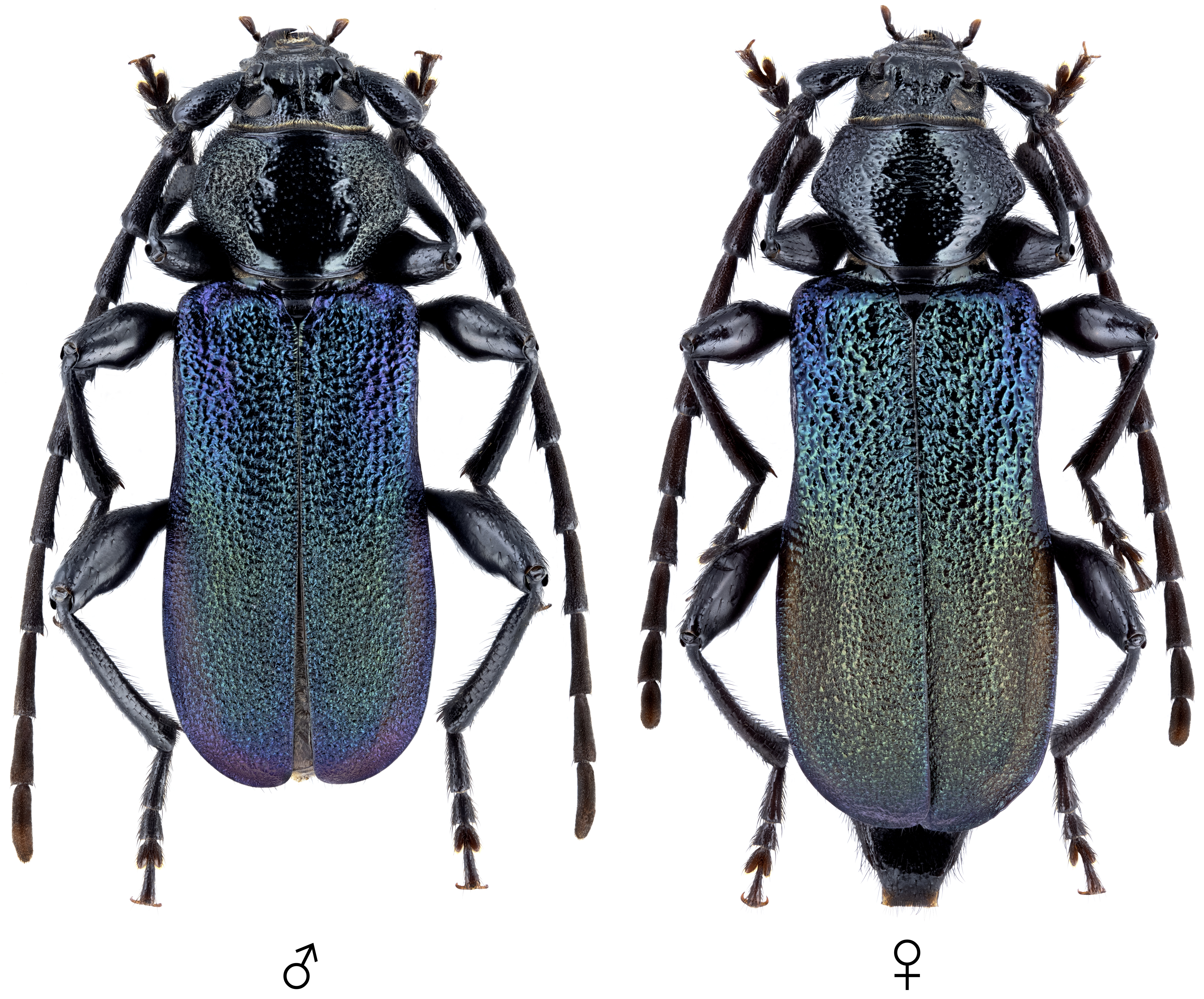 Ropalopus ungaricus olympicus