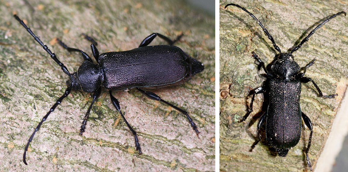 Ropalopus ungaricus siculus