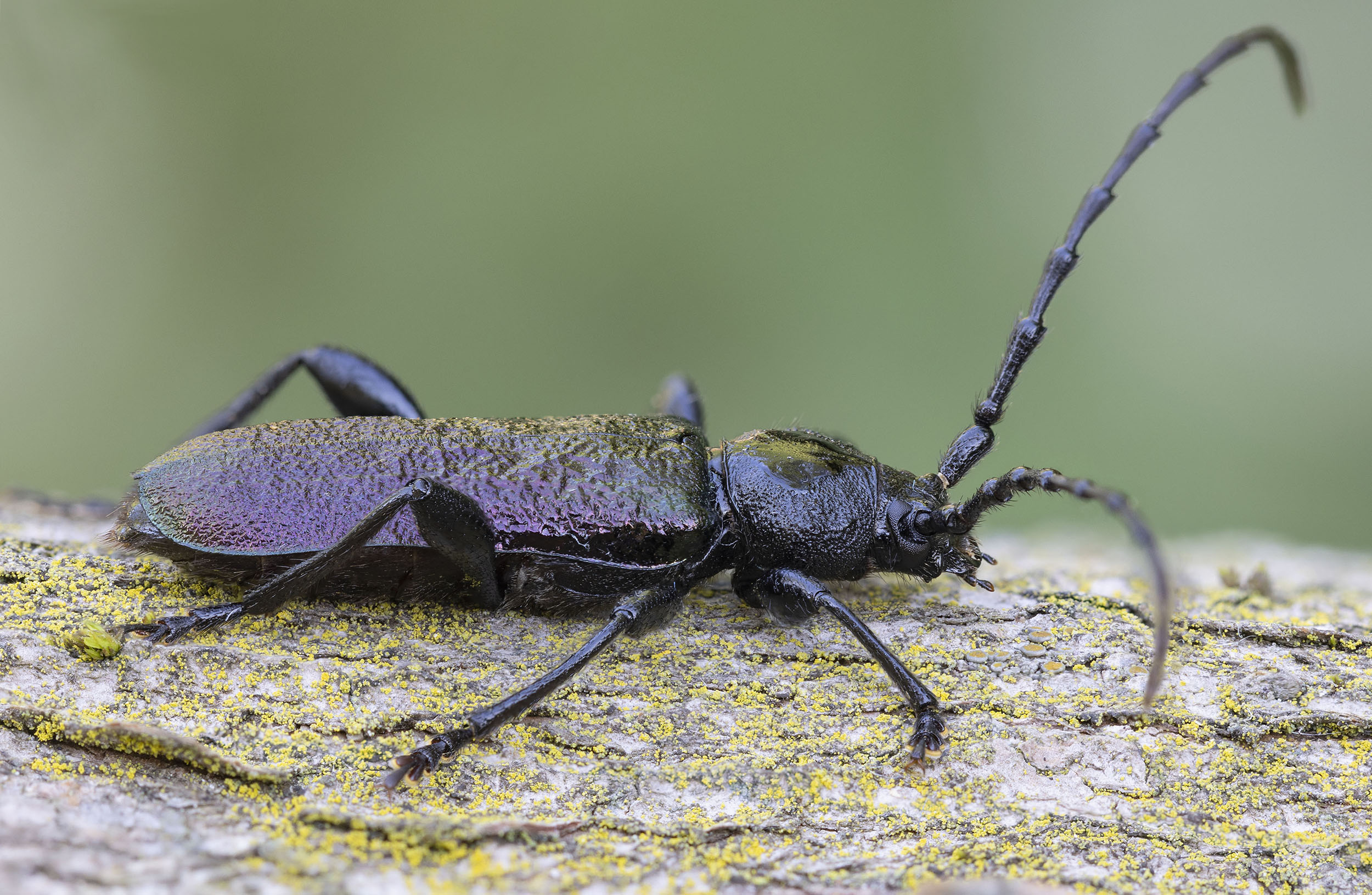 Ropalopus ungaricus ungaricus