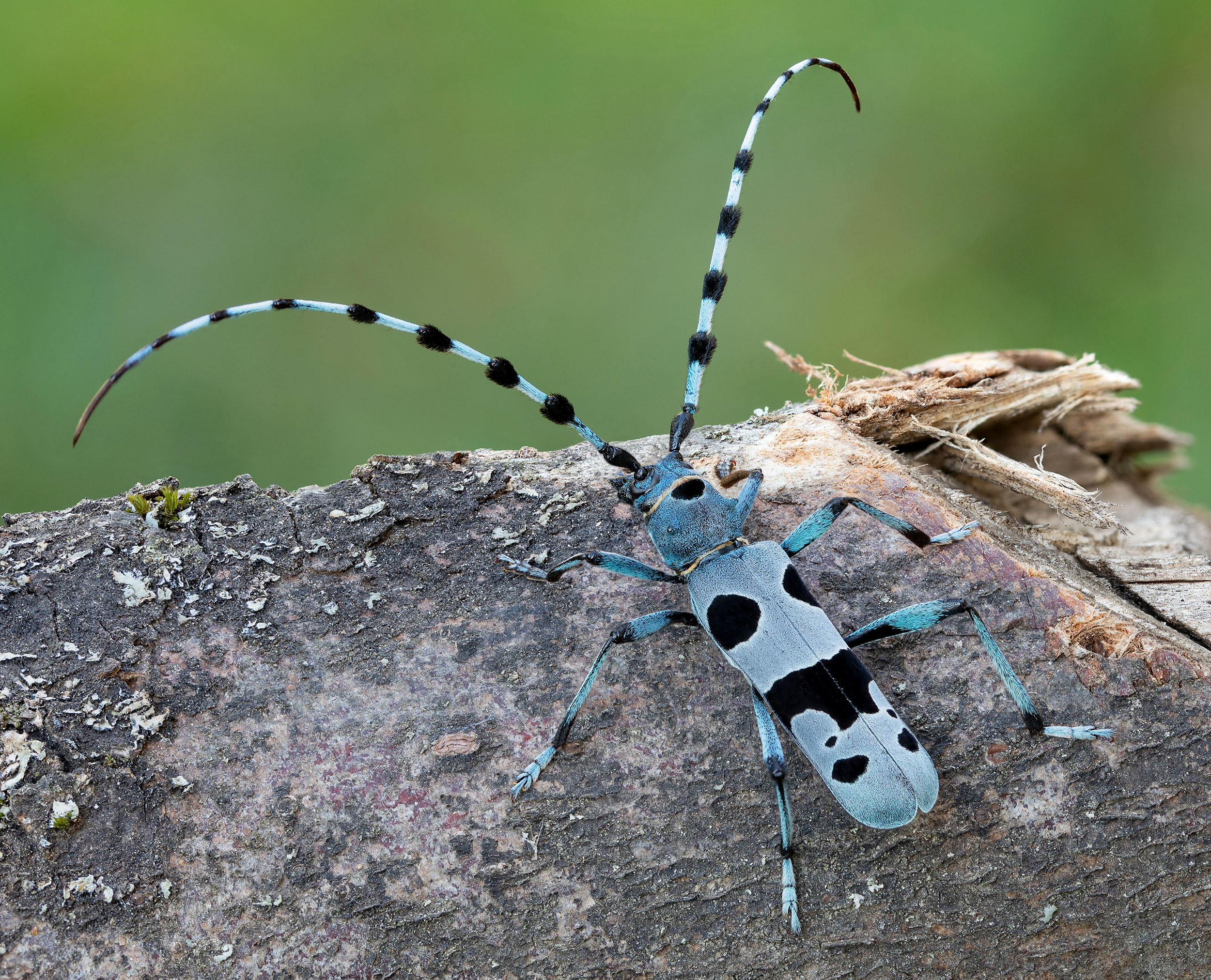 Rosalia alpina alpina