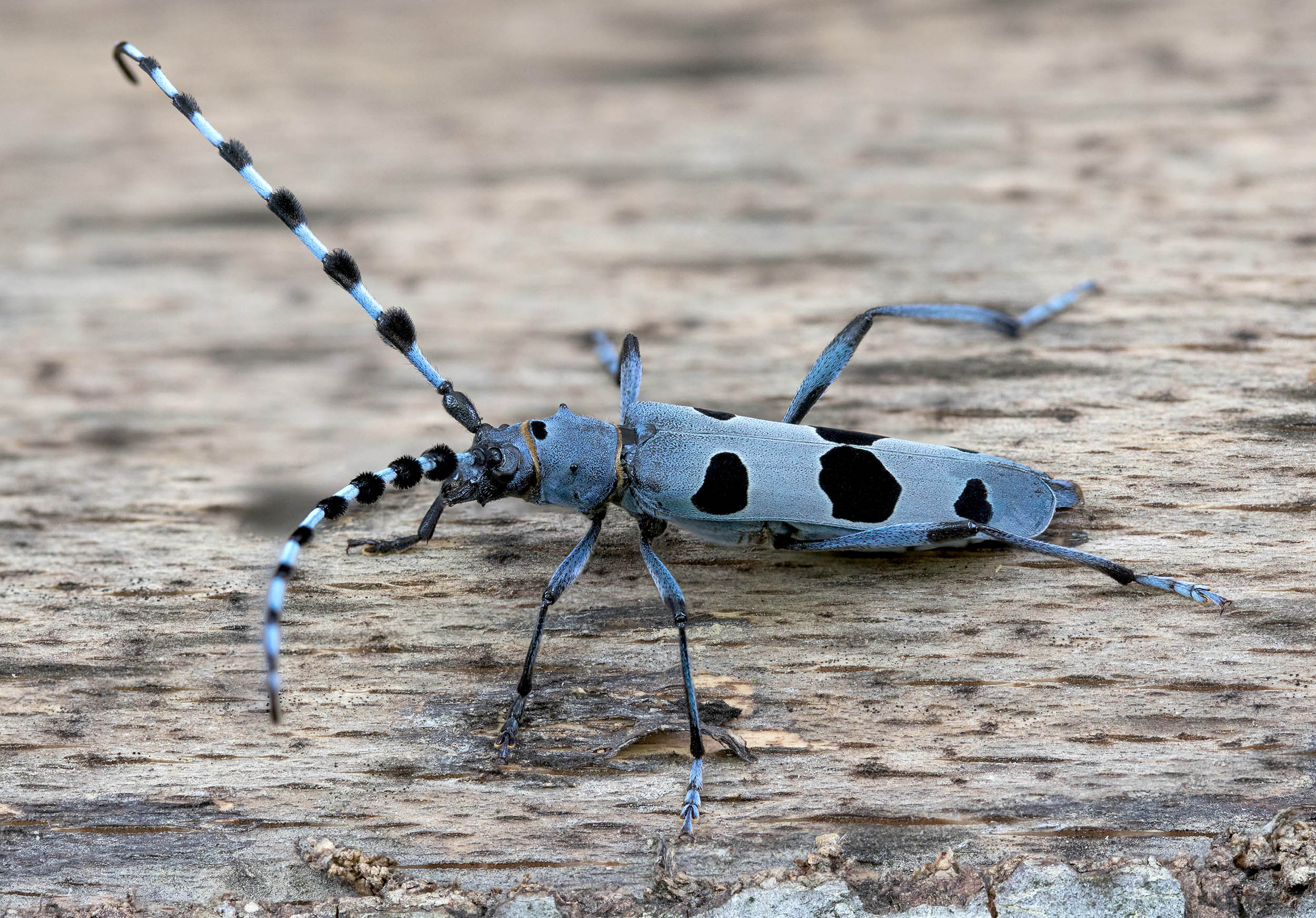 Rosalia alpina alpina