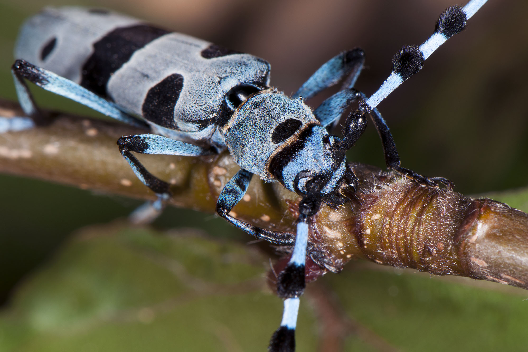 Rosalia alpina alpina