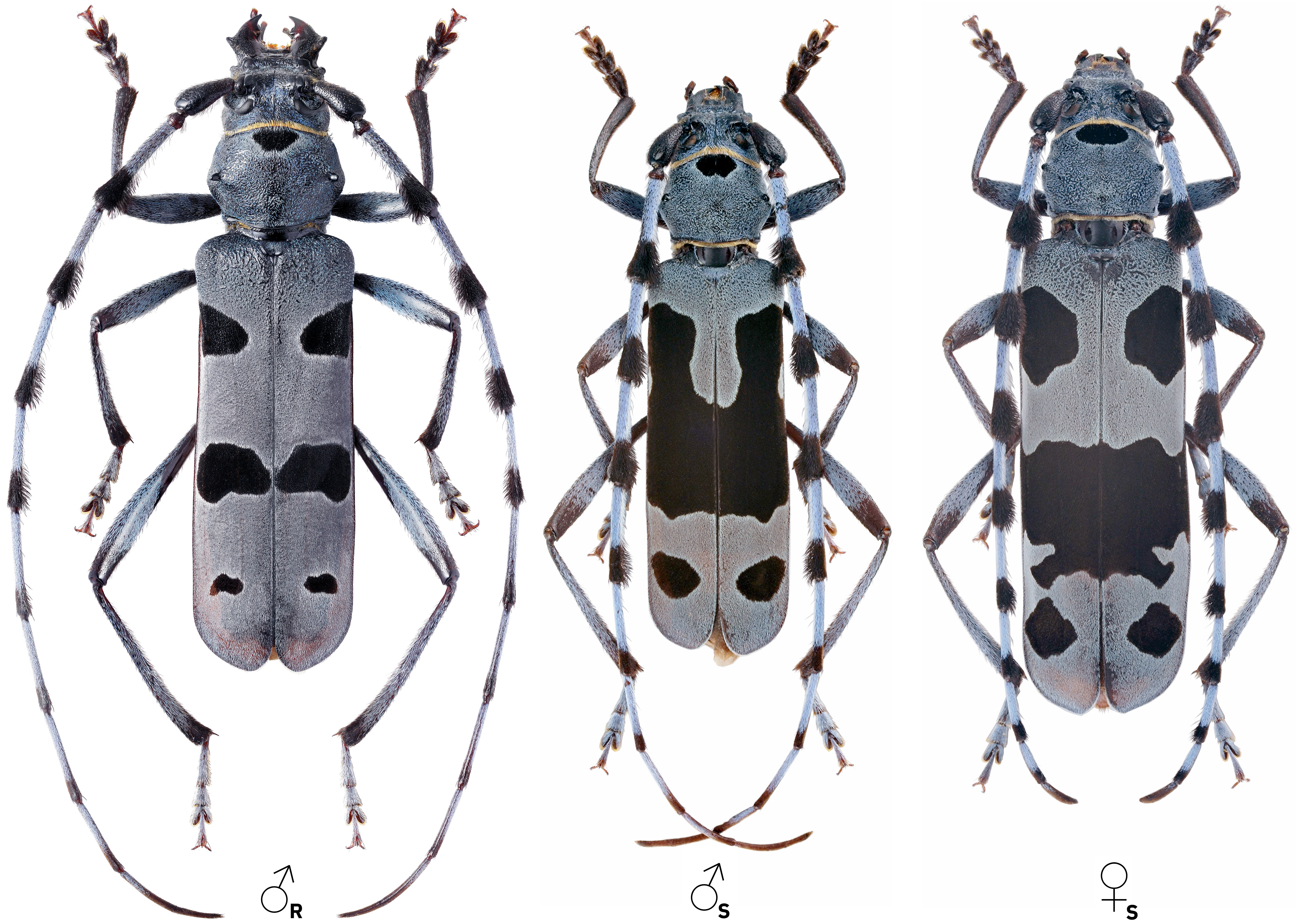 Rosalia alpina alpina