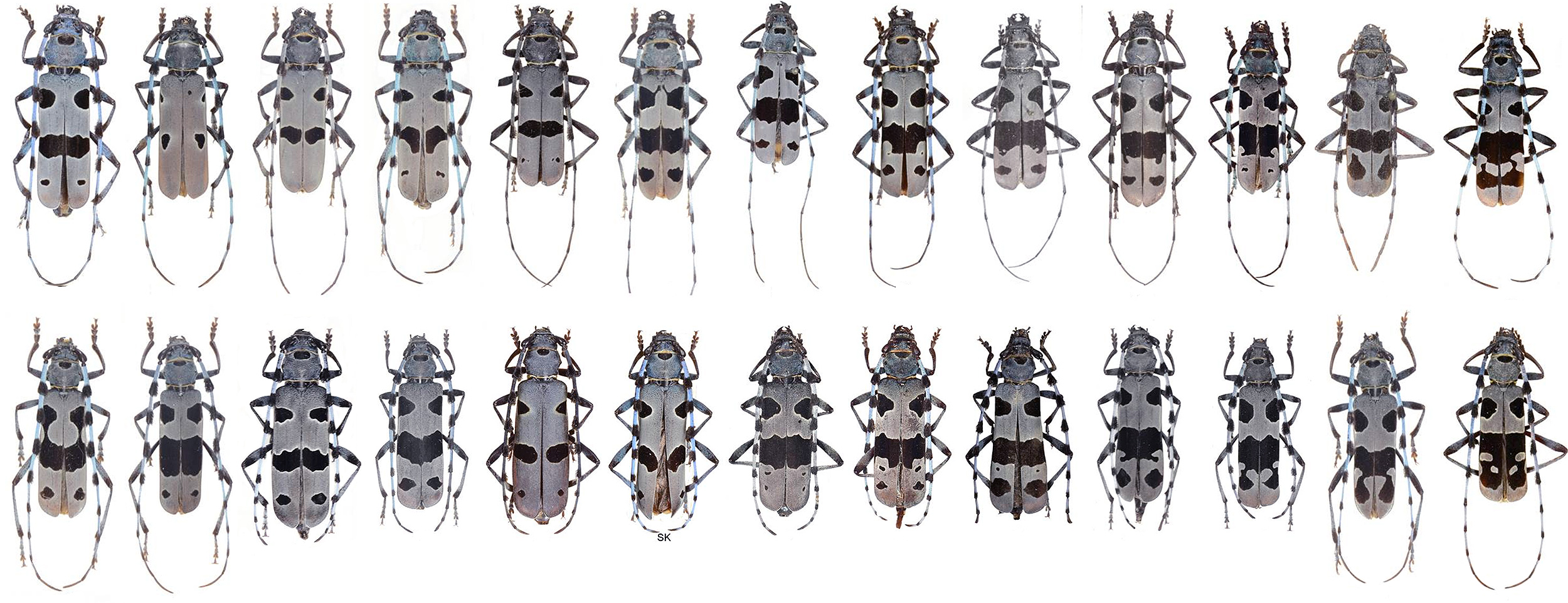 Rosalia alpina alpina