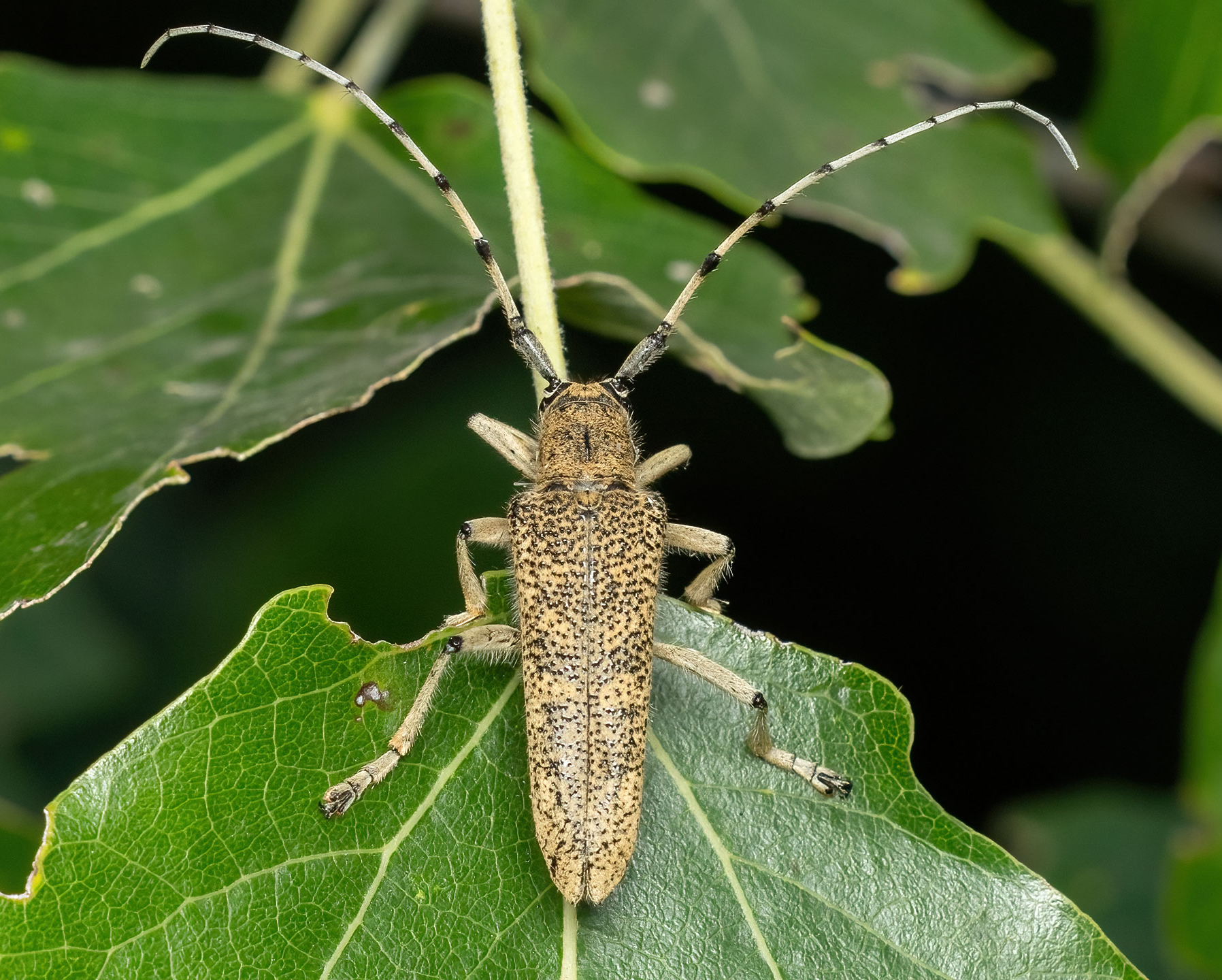 Saperda carcharias
