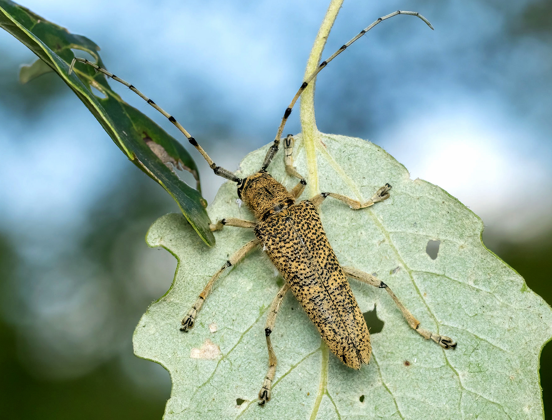 Saperda carcharias