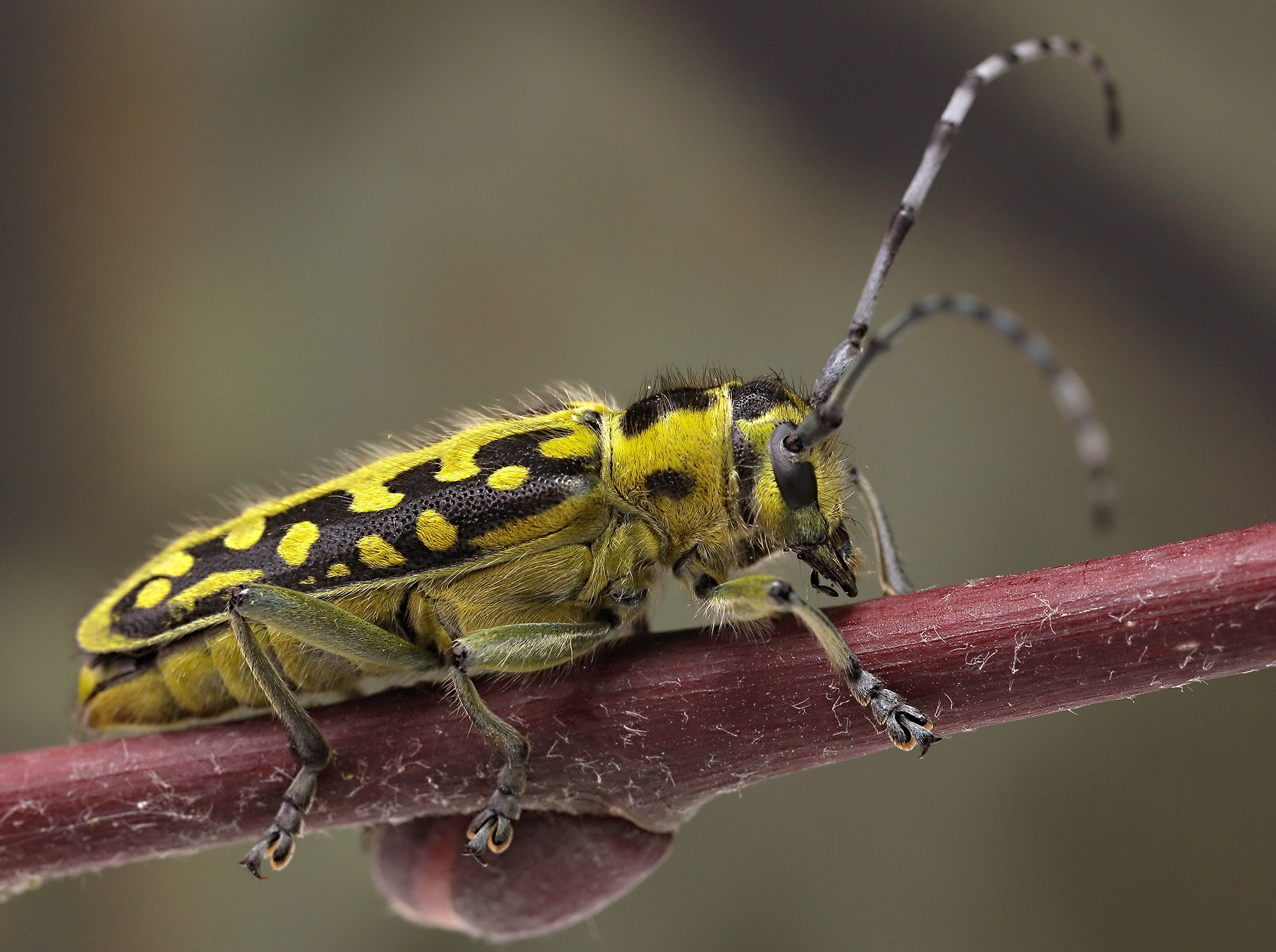 Saperda scalaris scalaris
