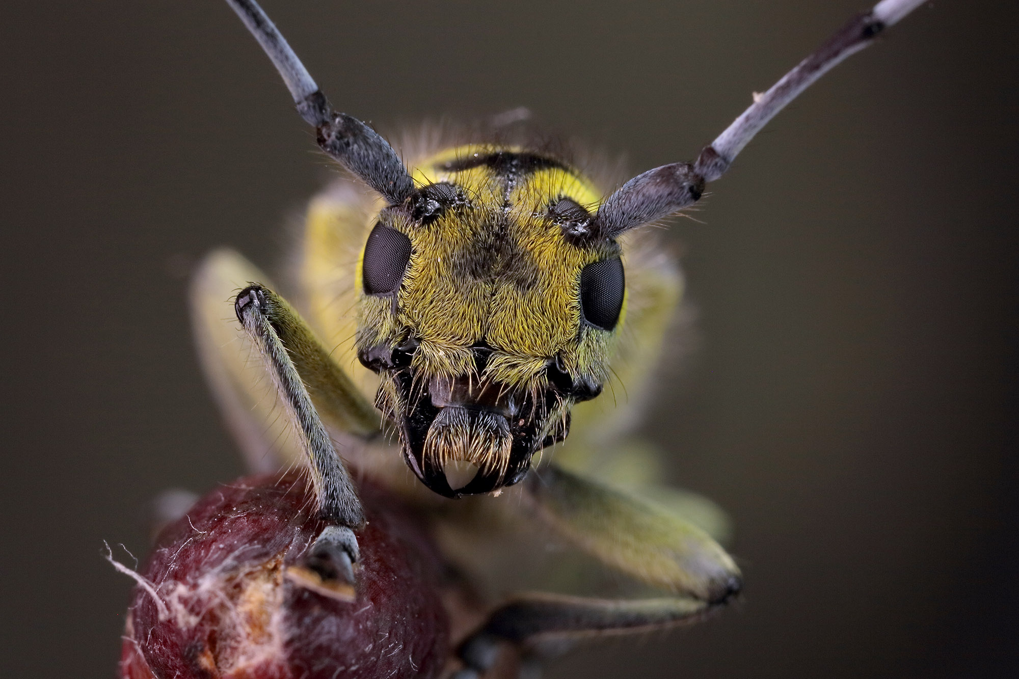 Saperda scalaris scalaris