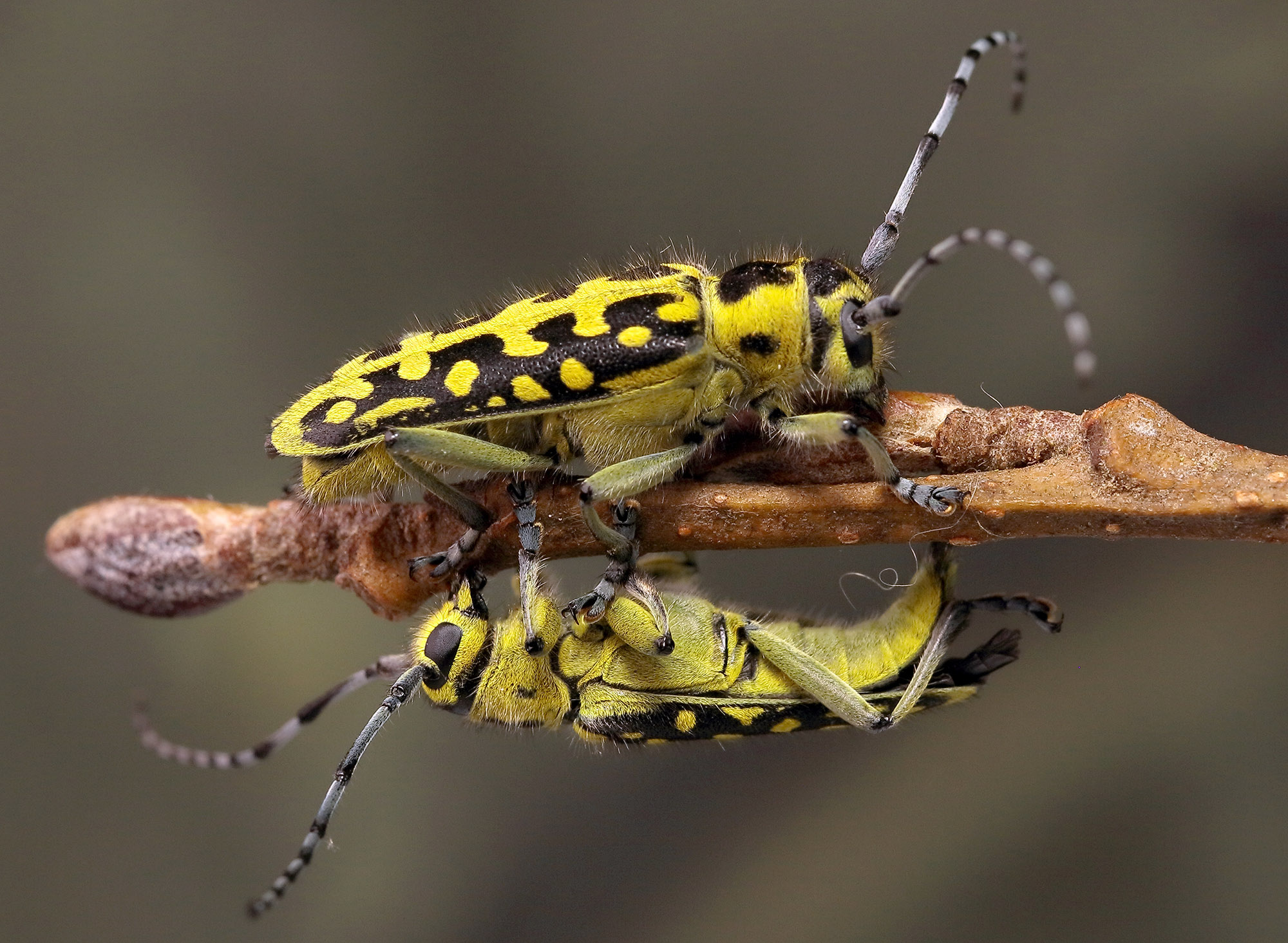 Saperda scalaris scalaris