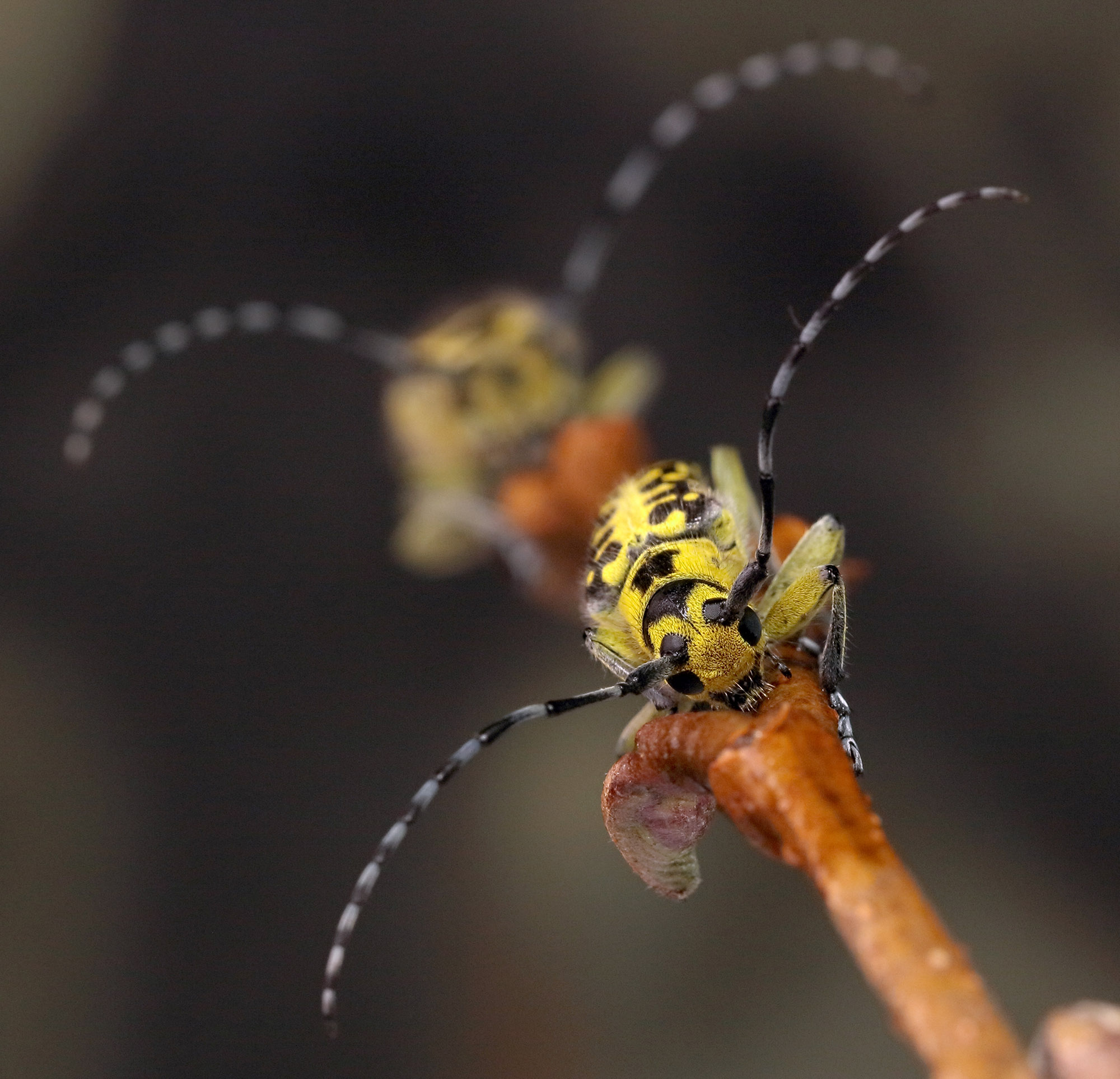 Saperda scalaris scalaris