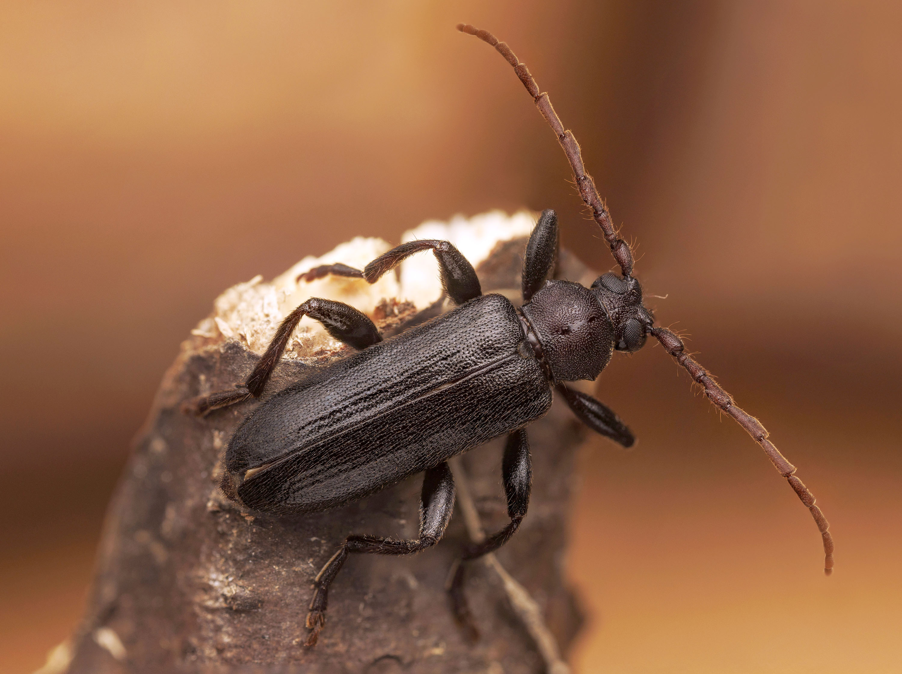 Saphanus piceus piceus