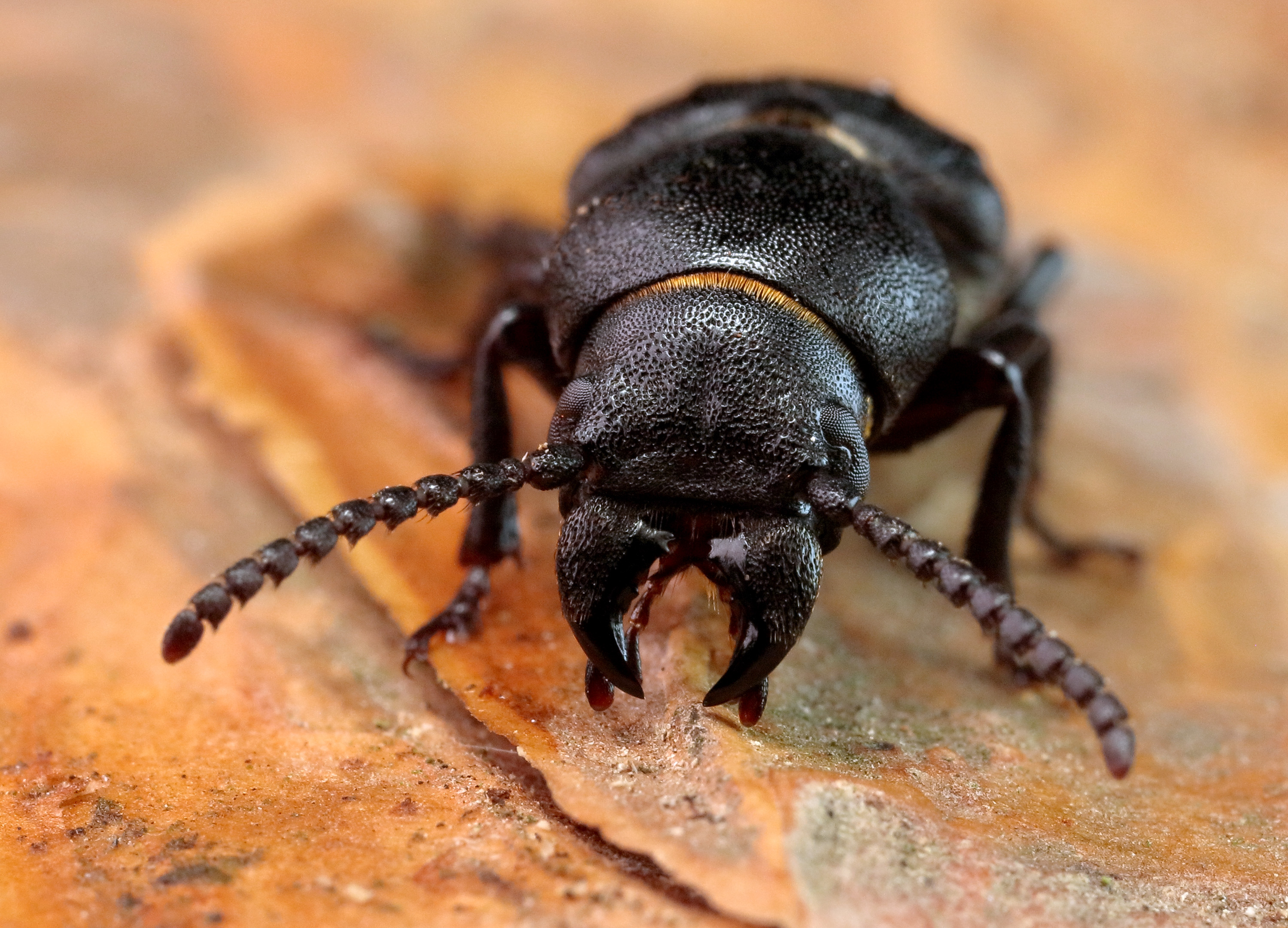 Spondylis buprestoides