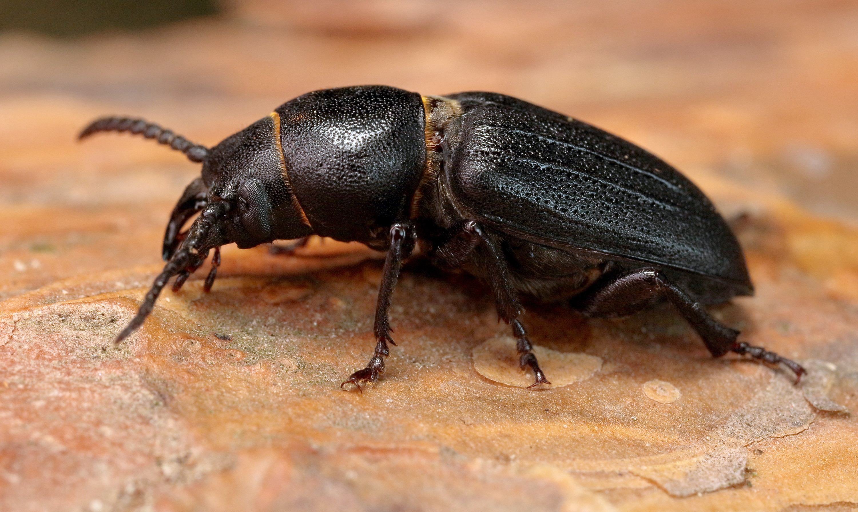 Spondylis buprestoides