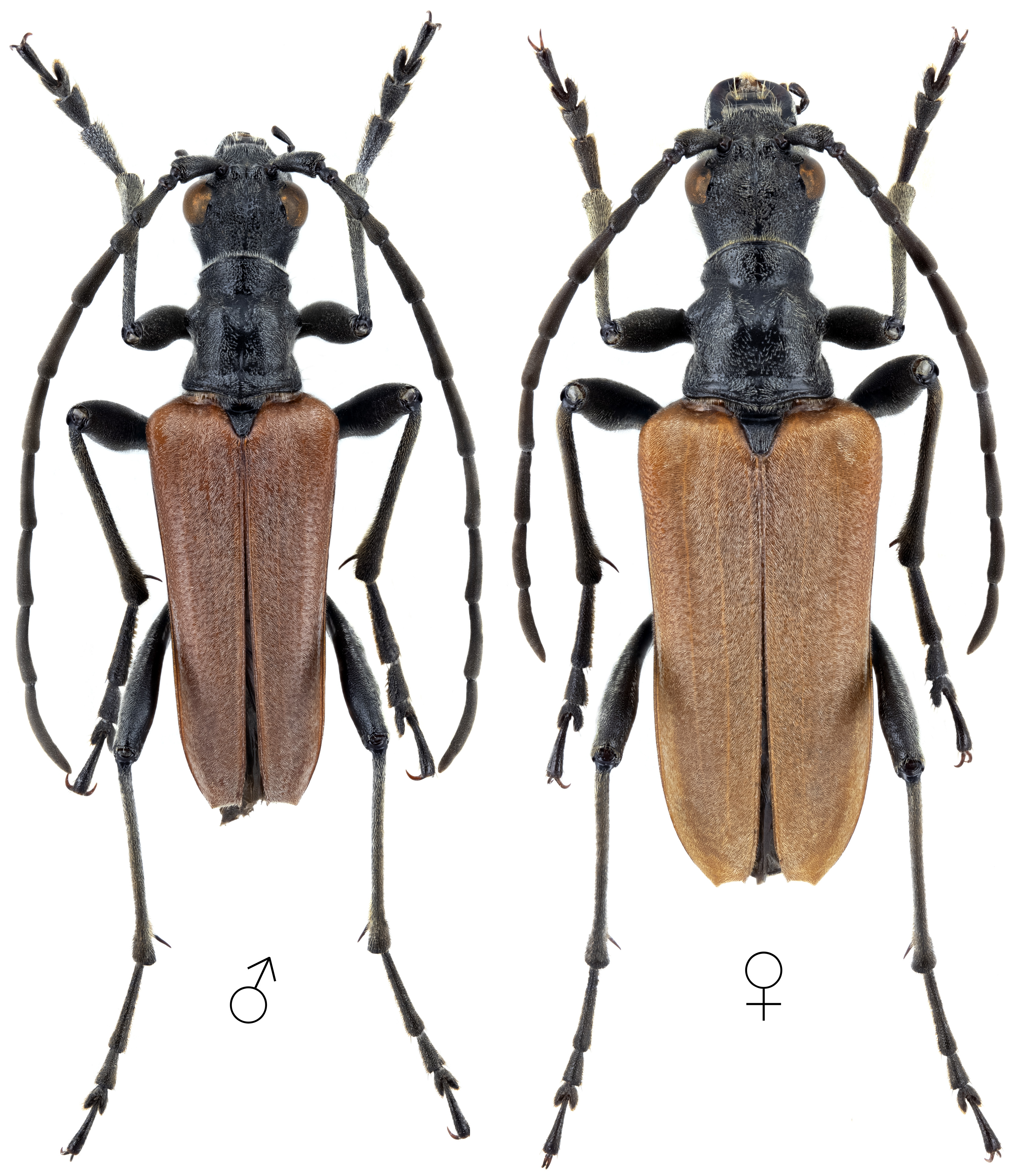 Stenocorus heterocerus