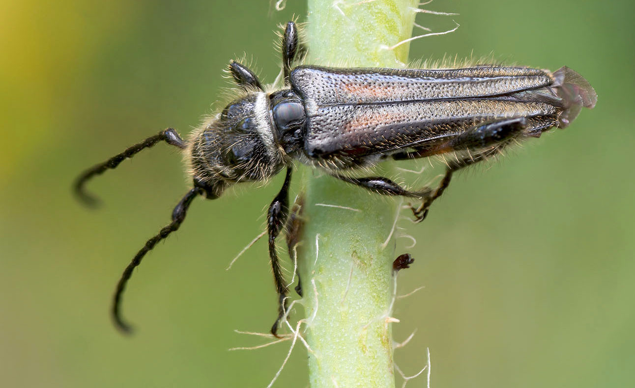 Stenopterus ater