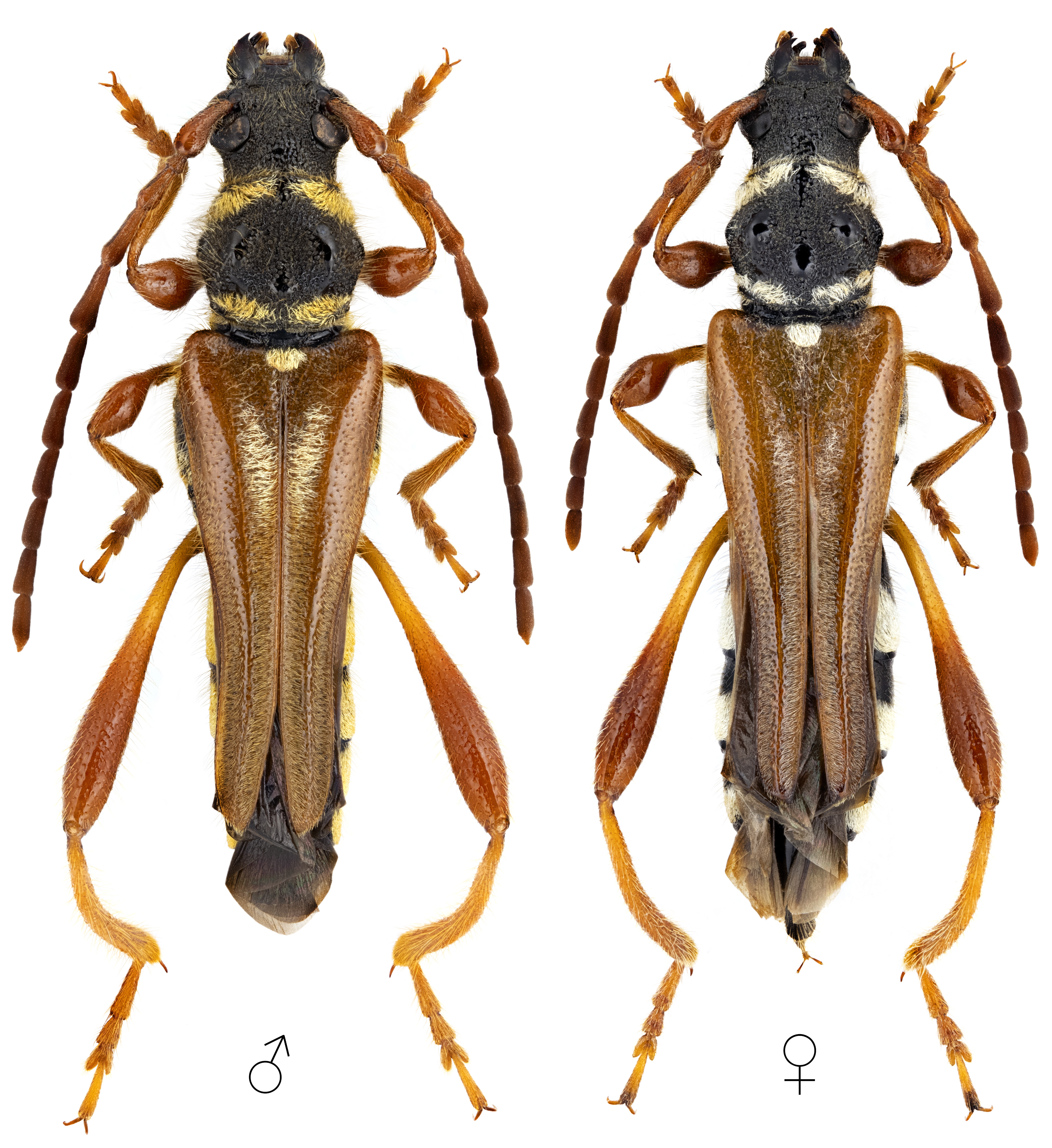 Stenopterus mauritanicus